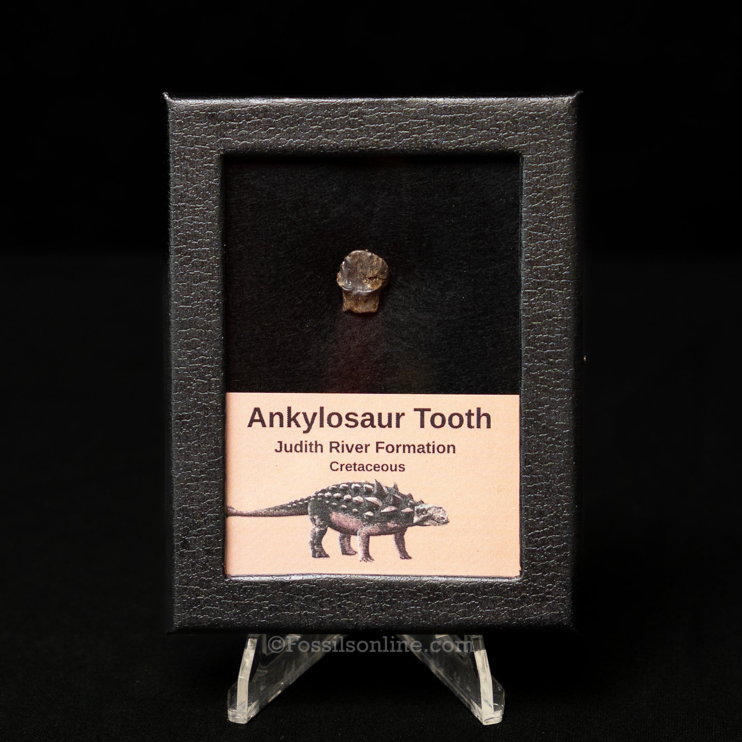 Ankylosaur Tooth In SM Display Case