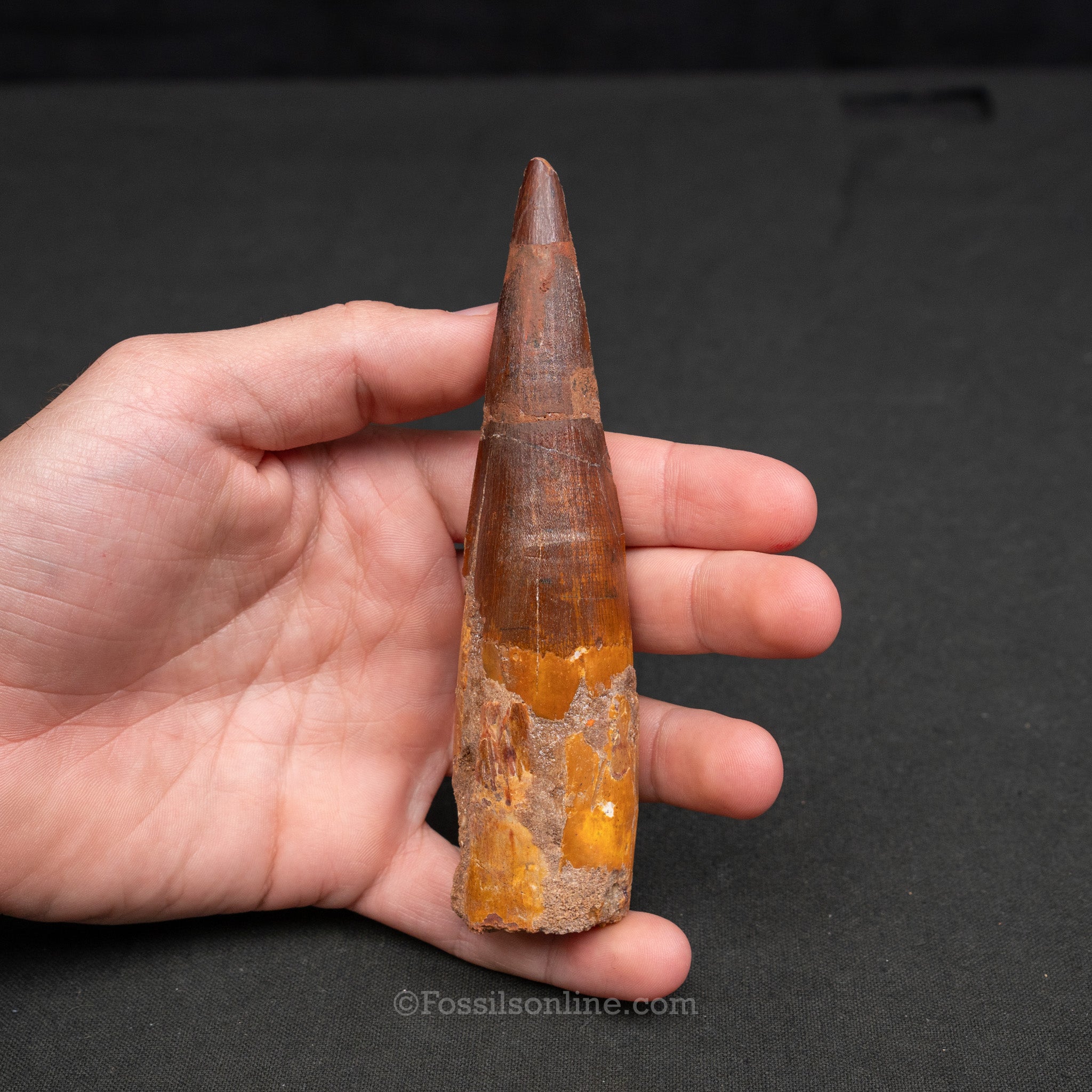 XLG Spinosaurus Dinosaur Tooth 5.14"