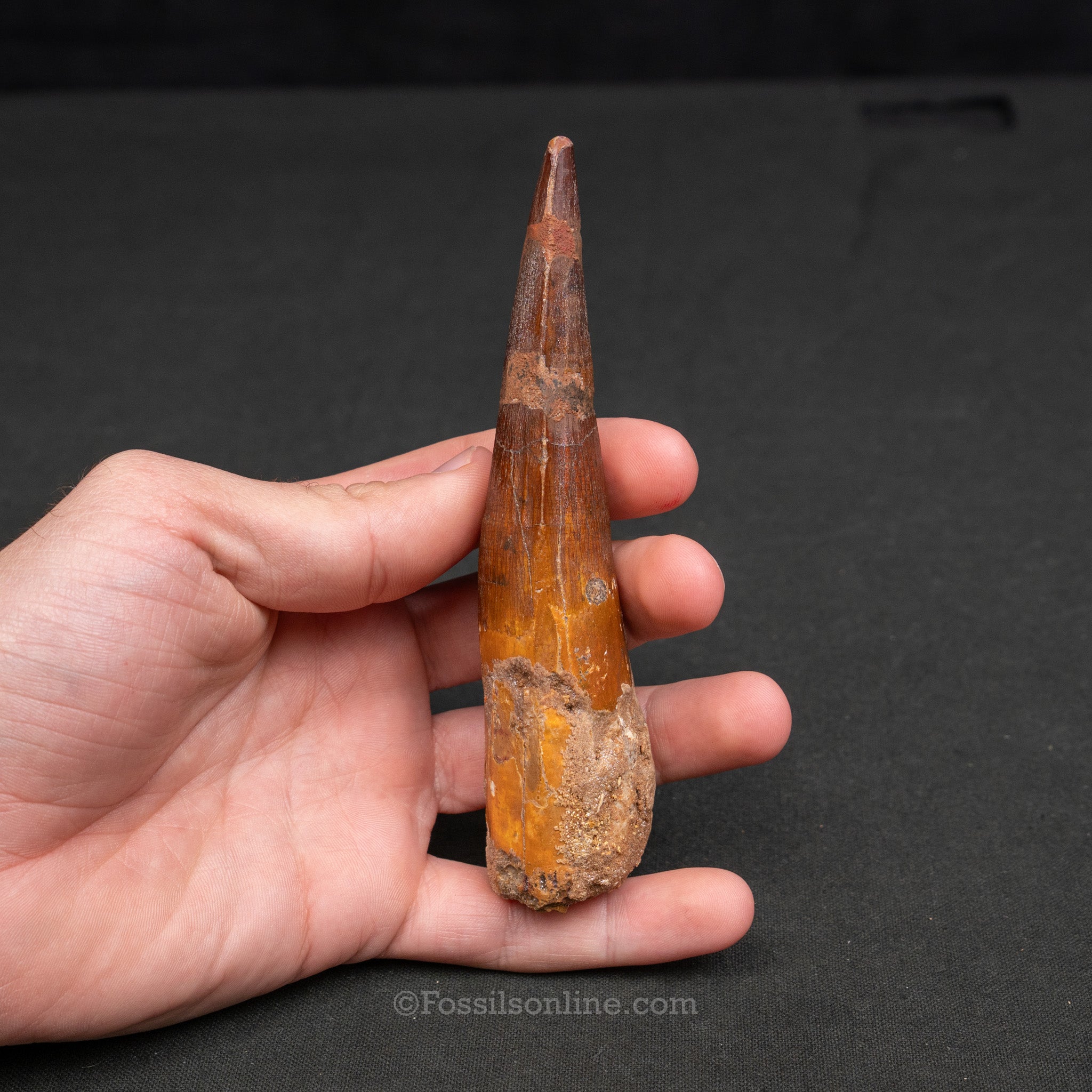 XLG Spinosaurus Dinosaur Tooth 5.14"