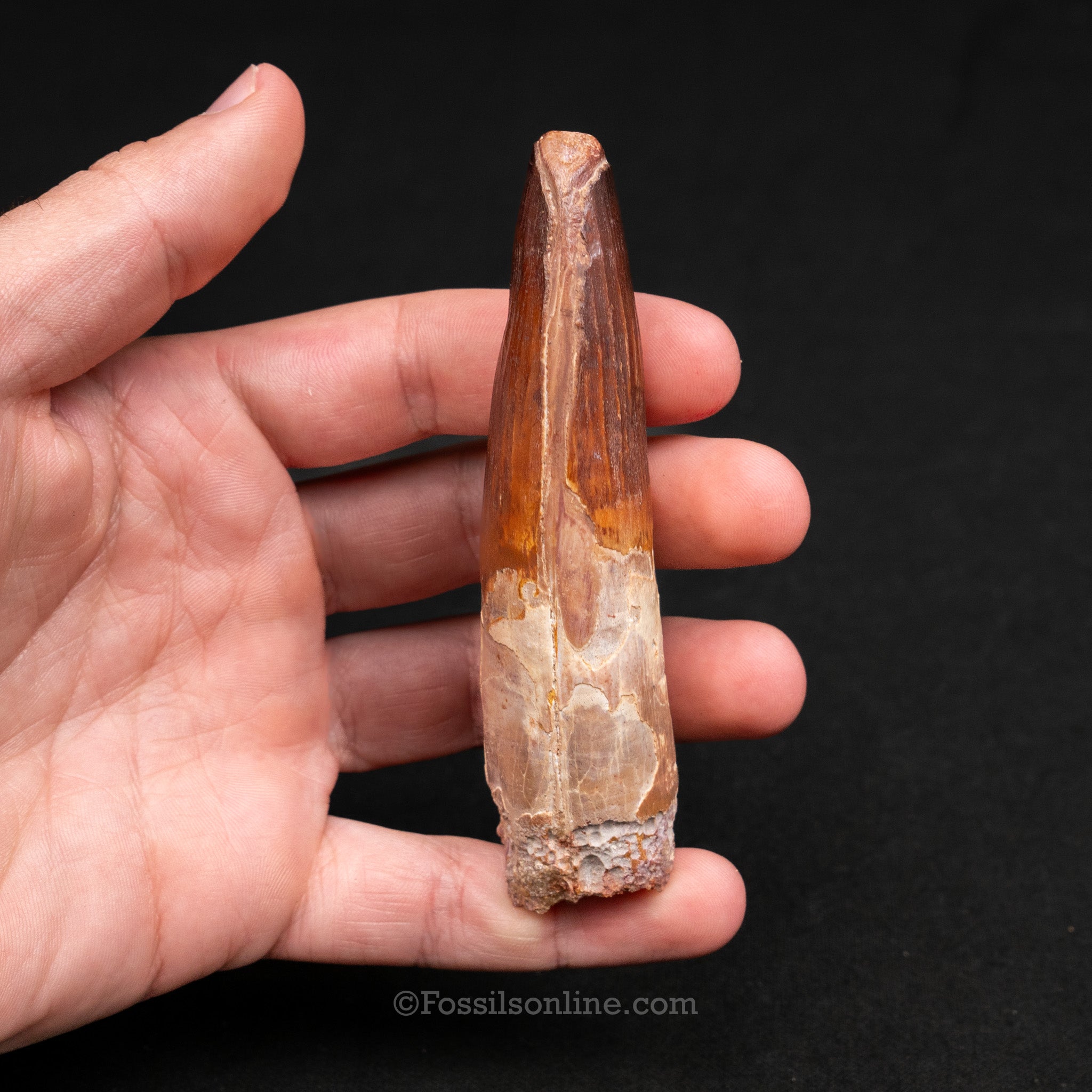 LG Spinosaurus Dinosaur Tooth 3.98"