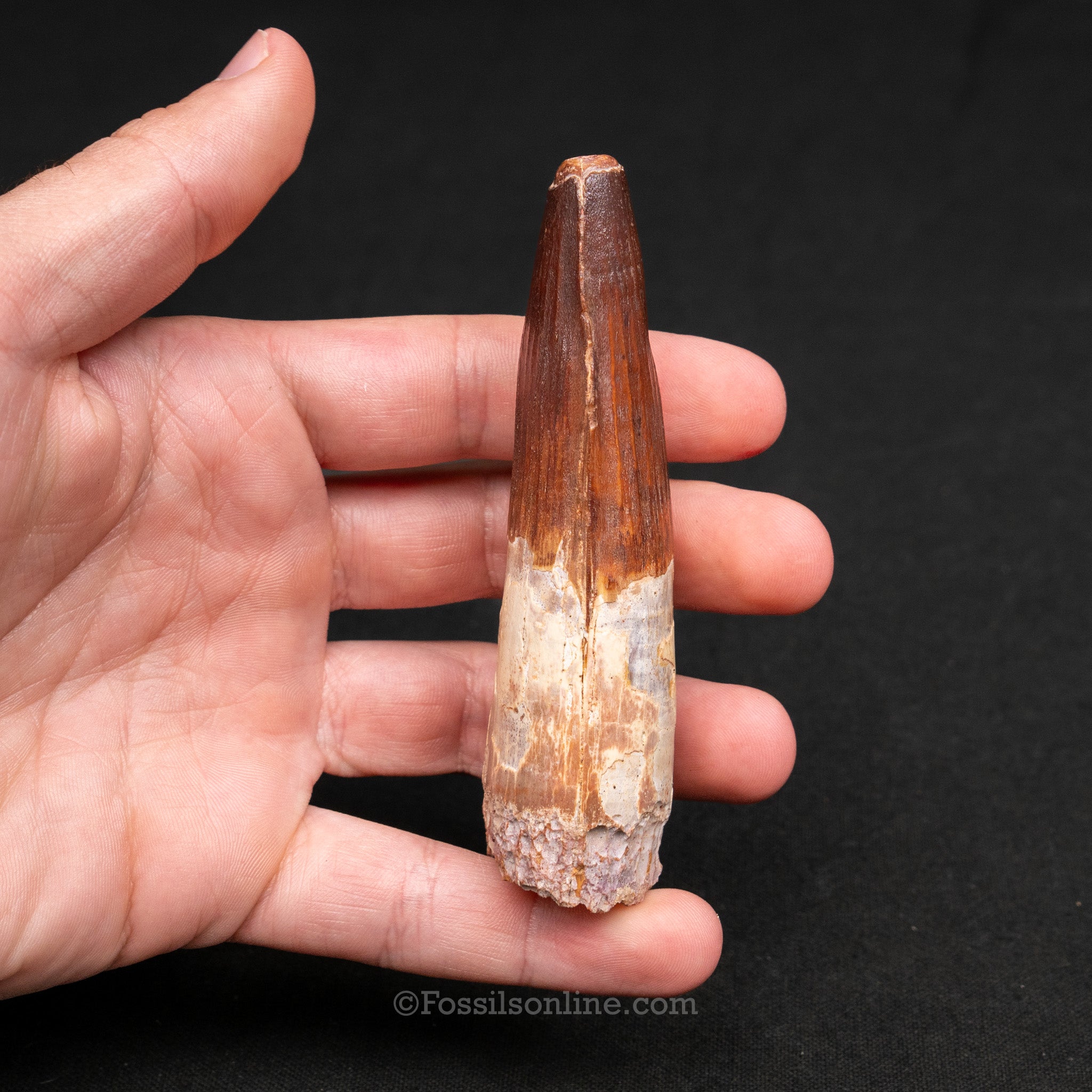 LG Spinosaurus Dinosaur Tooth 3.98"