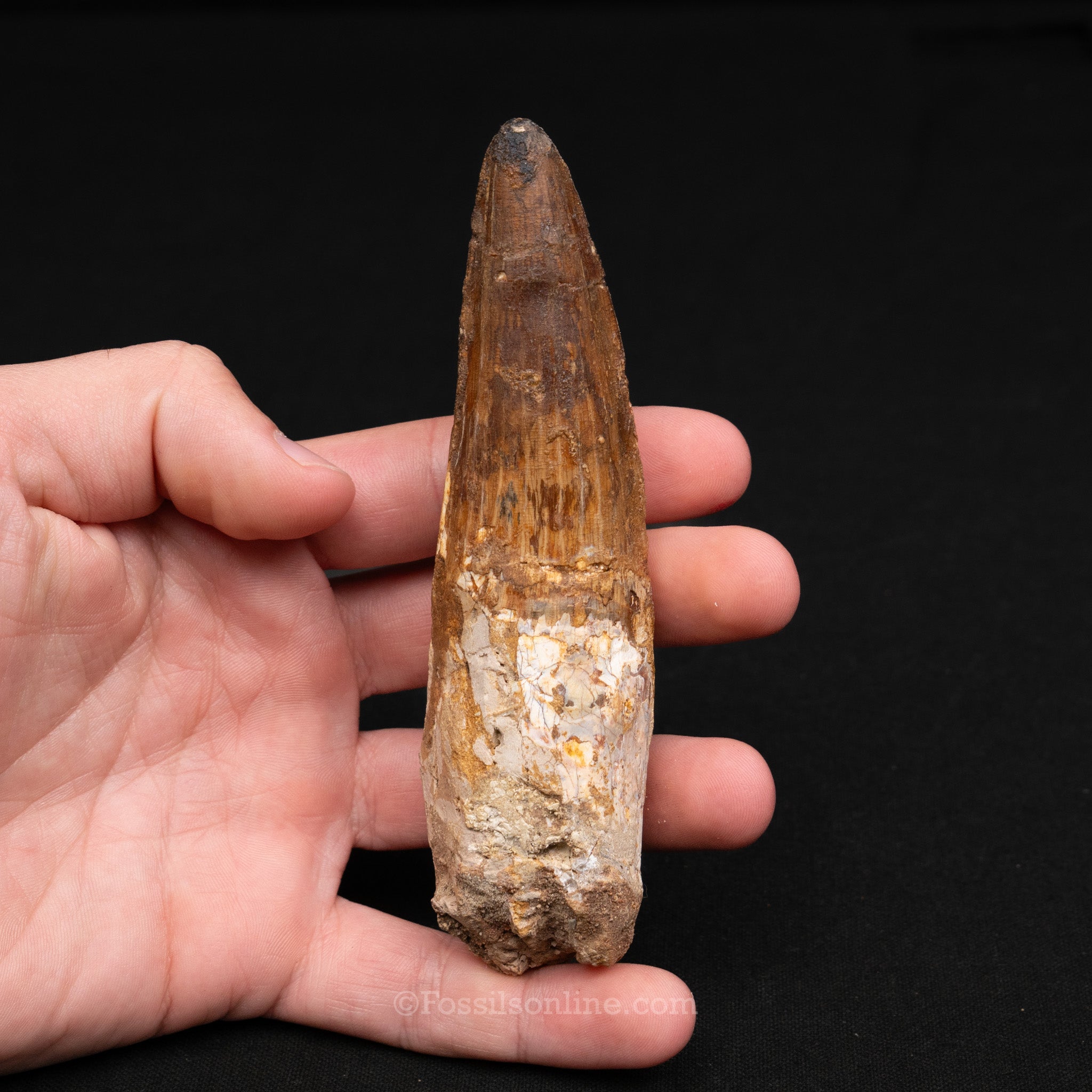 LG Spinosaurus Dinosaur Tooth 4.85"