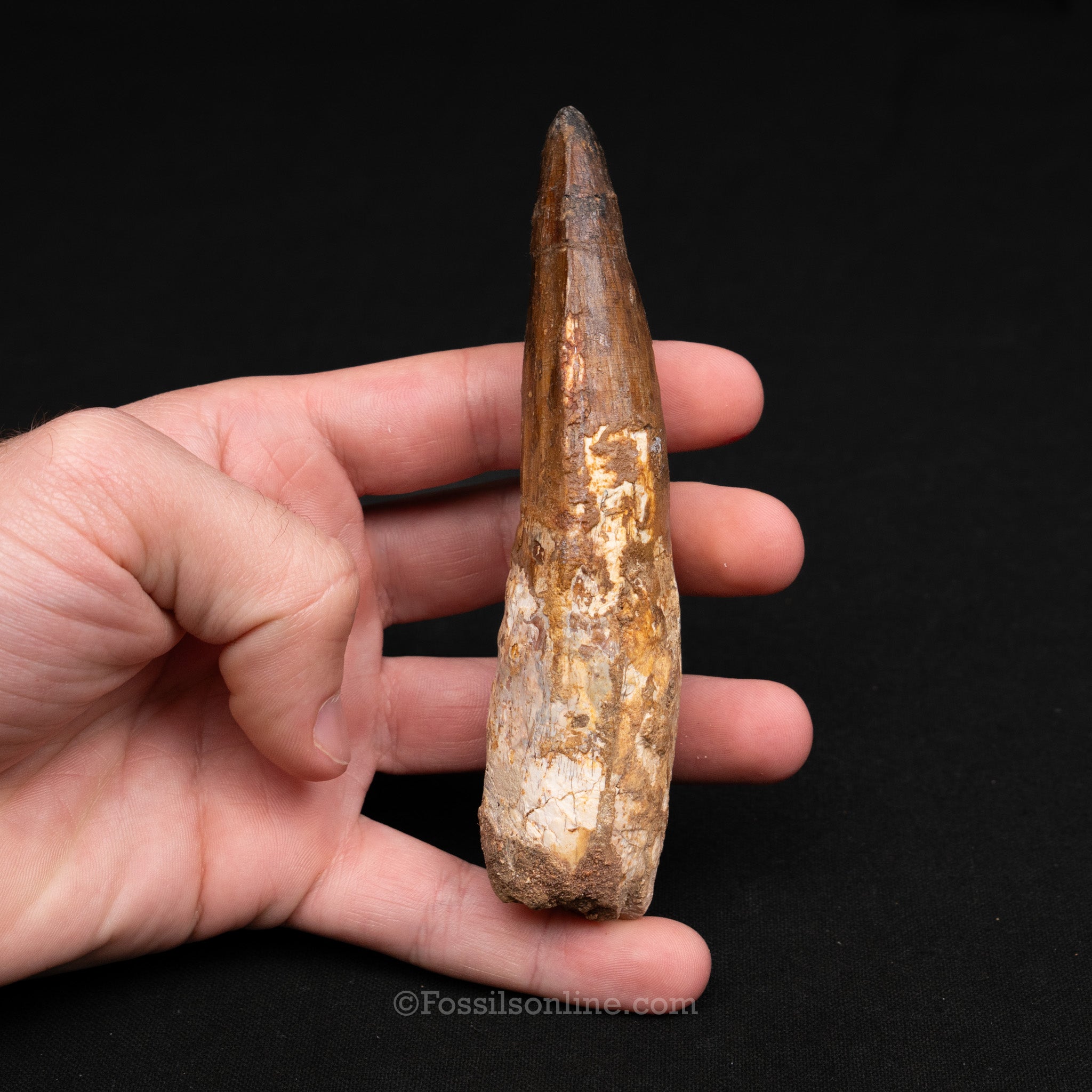 LG Spinosaurus Dinosaur Tooth 4.85"