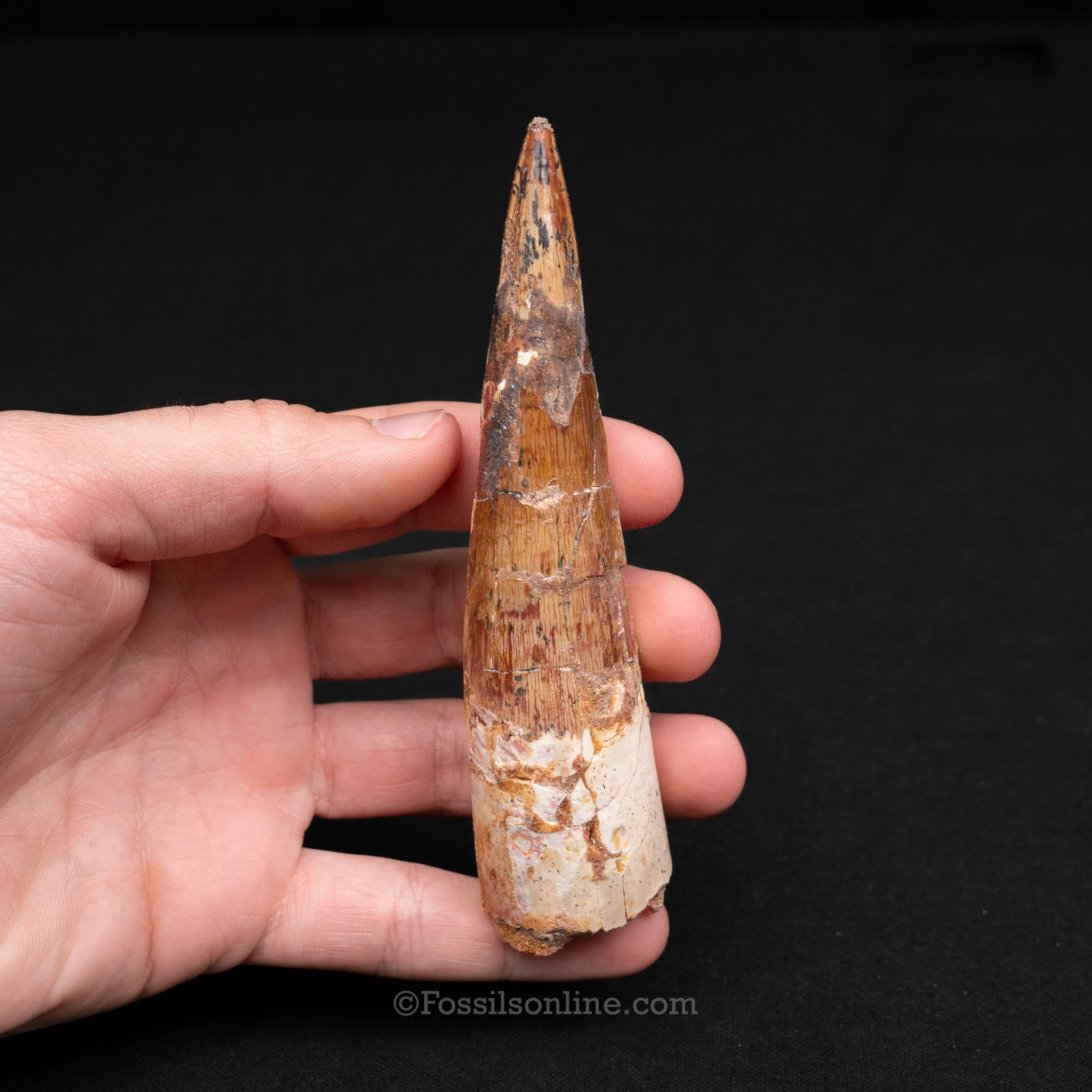 LG Spinosaurus Dinosaur Tooth 4.86"