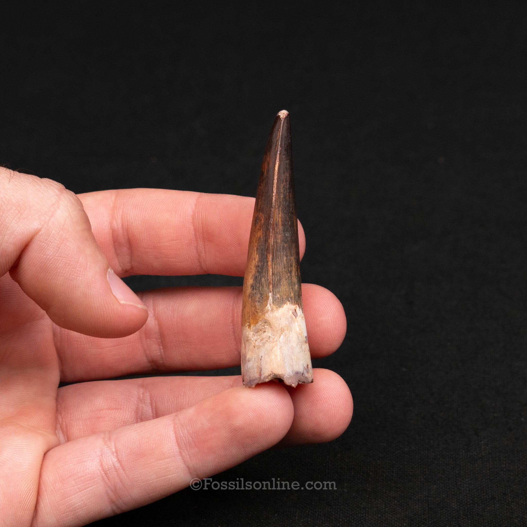 Pristine Spinosaurus Dinosaur Tooth 2.33"