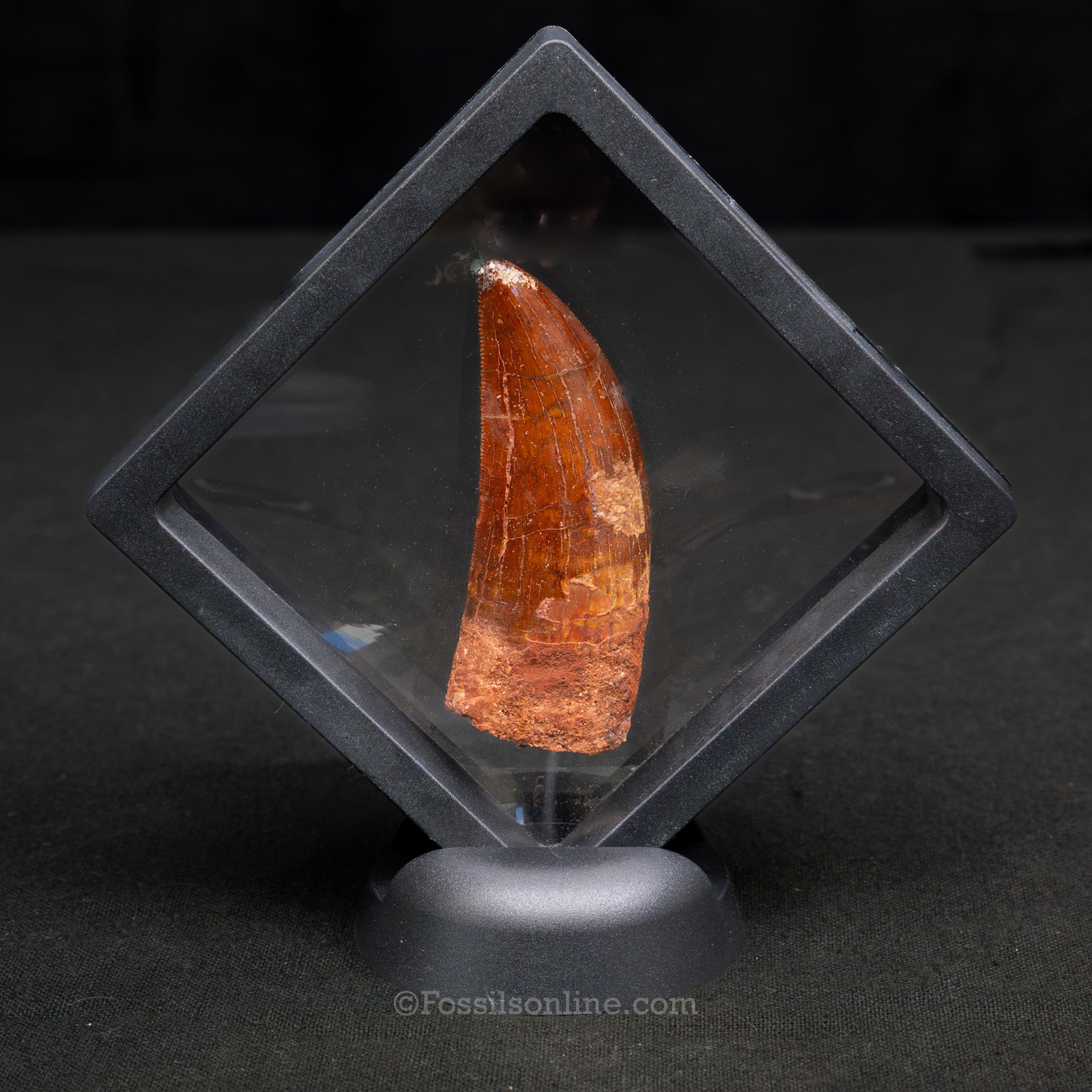 Carcharodontosaurus Tooth 2.61"