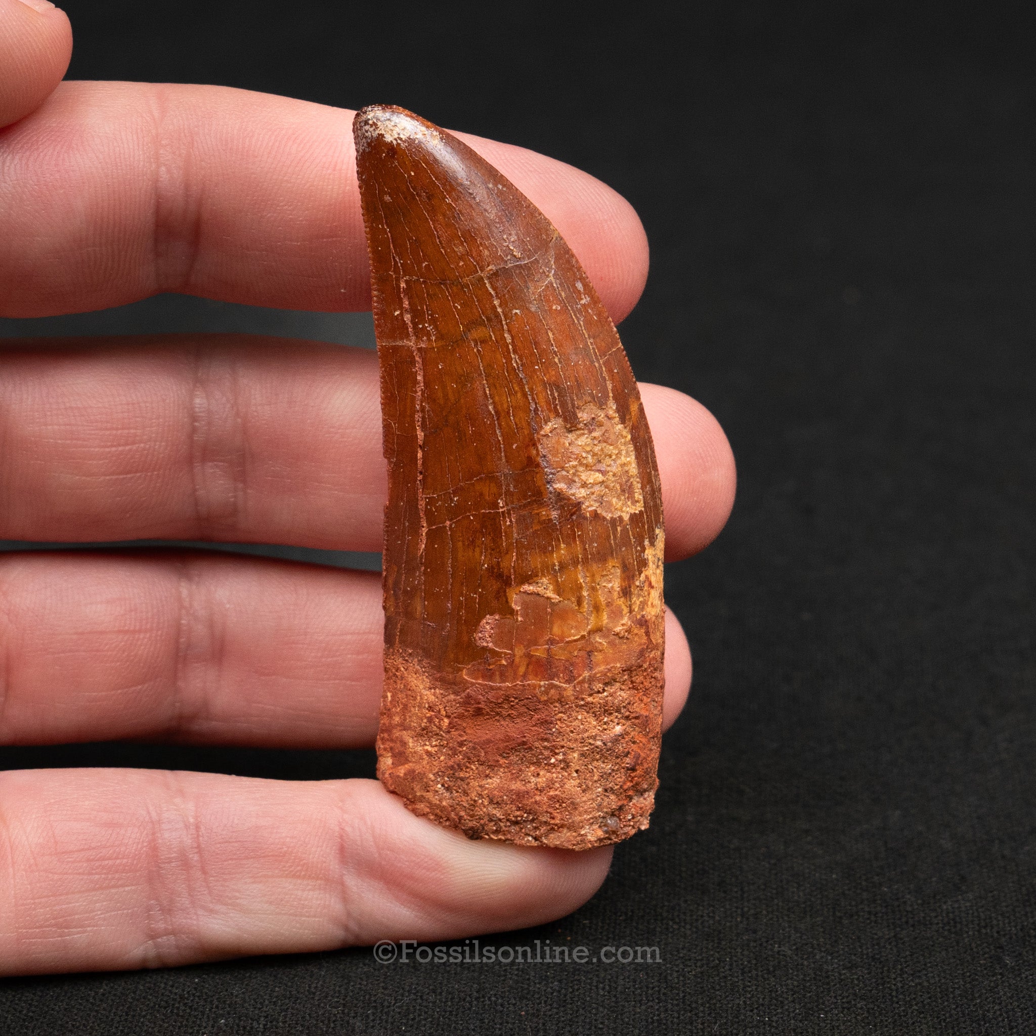 Carcharodontosaurus Tooth 2.61"
