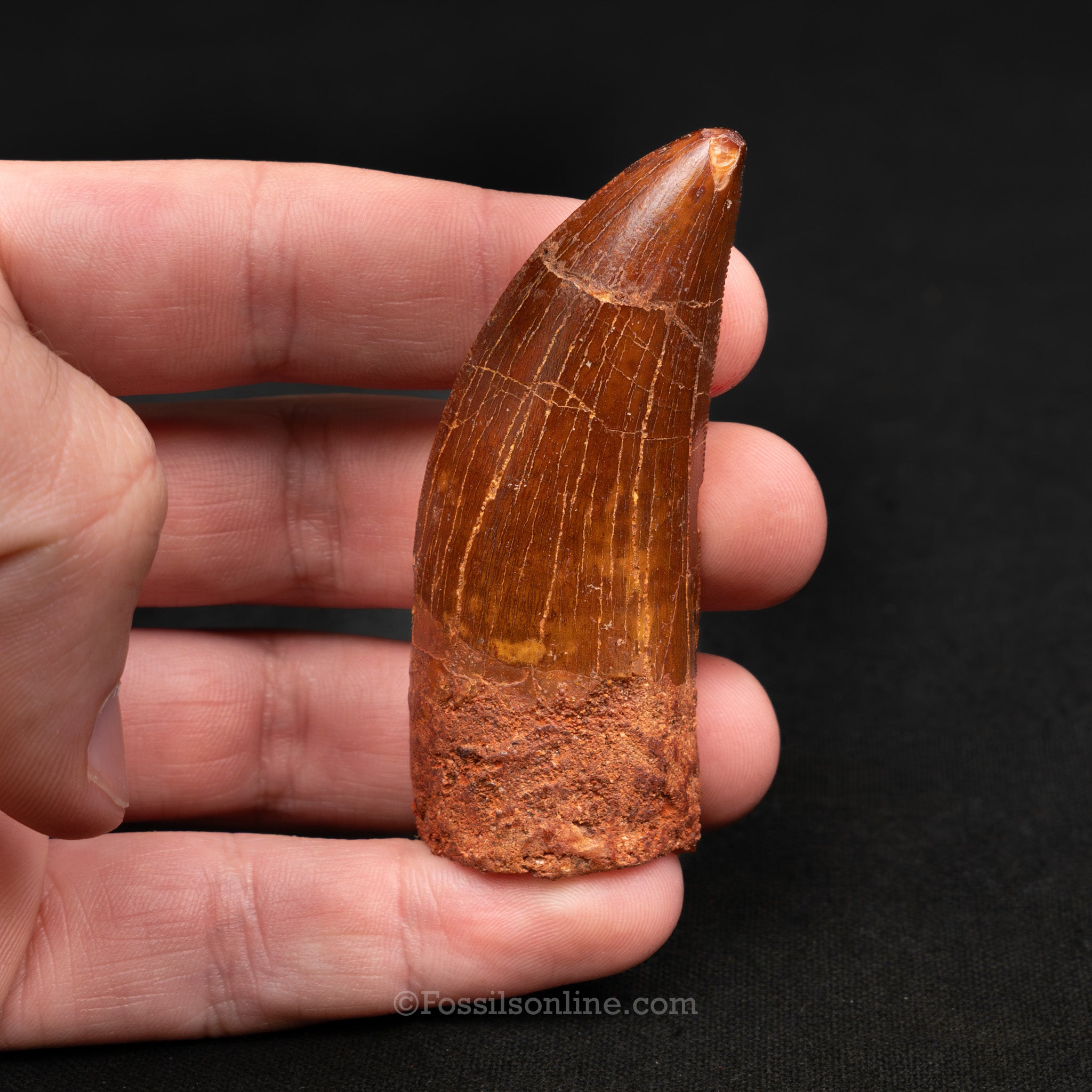Carcharodontosaurus Tooth 2.61"
