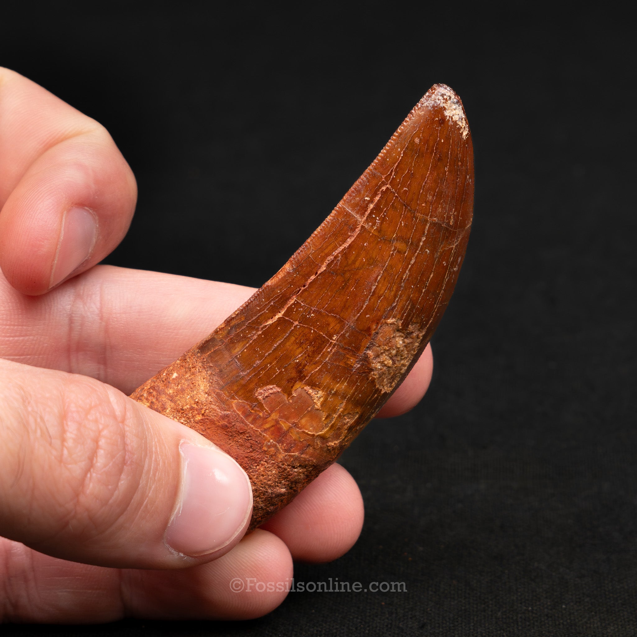 Carcharodontosaurus Tooth 2.61"