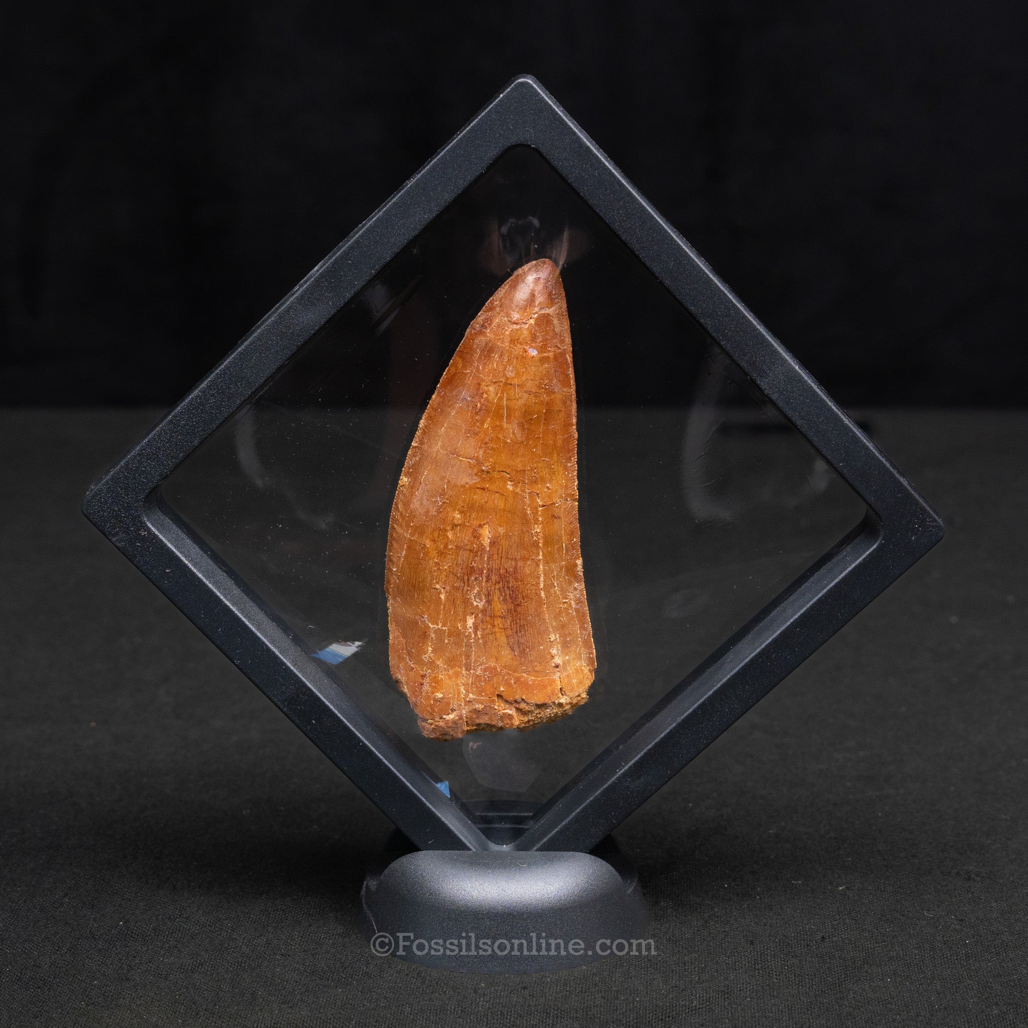 Carcharodontosaurus Tooth 3.45"