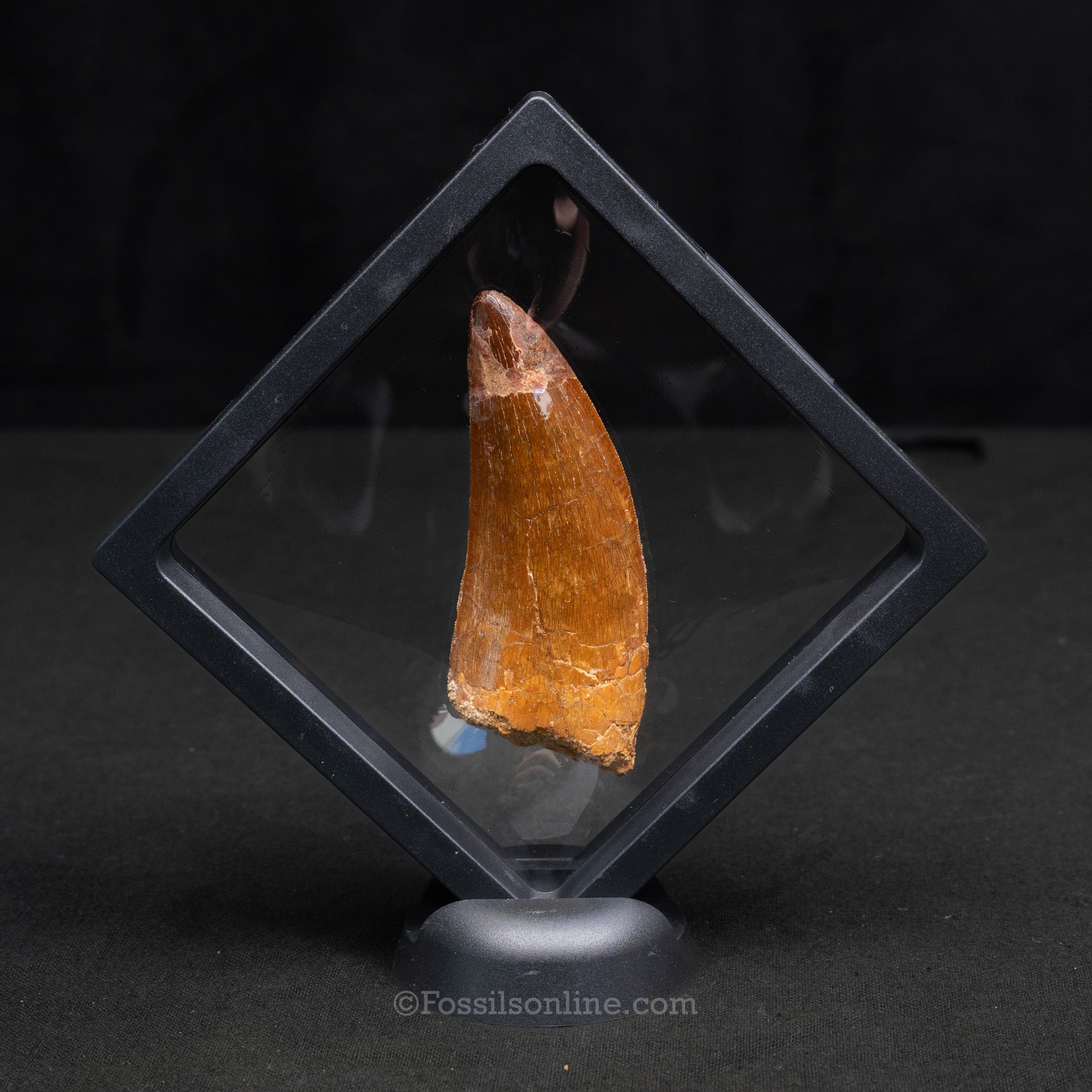 Carcharodontosaurus Tooth 3.48"