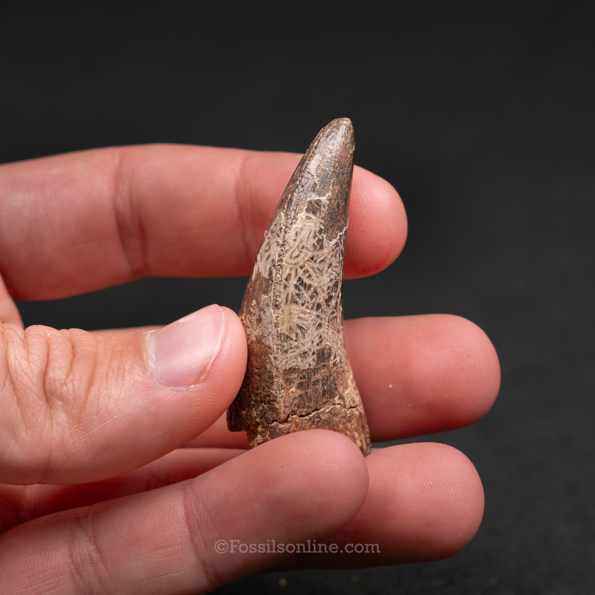 Tyrannosaurus rex Tooth 1.98"