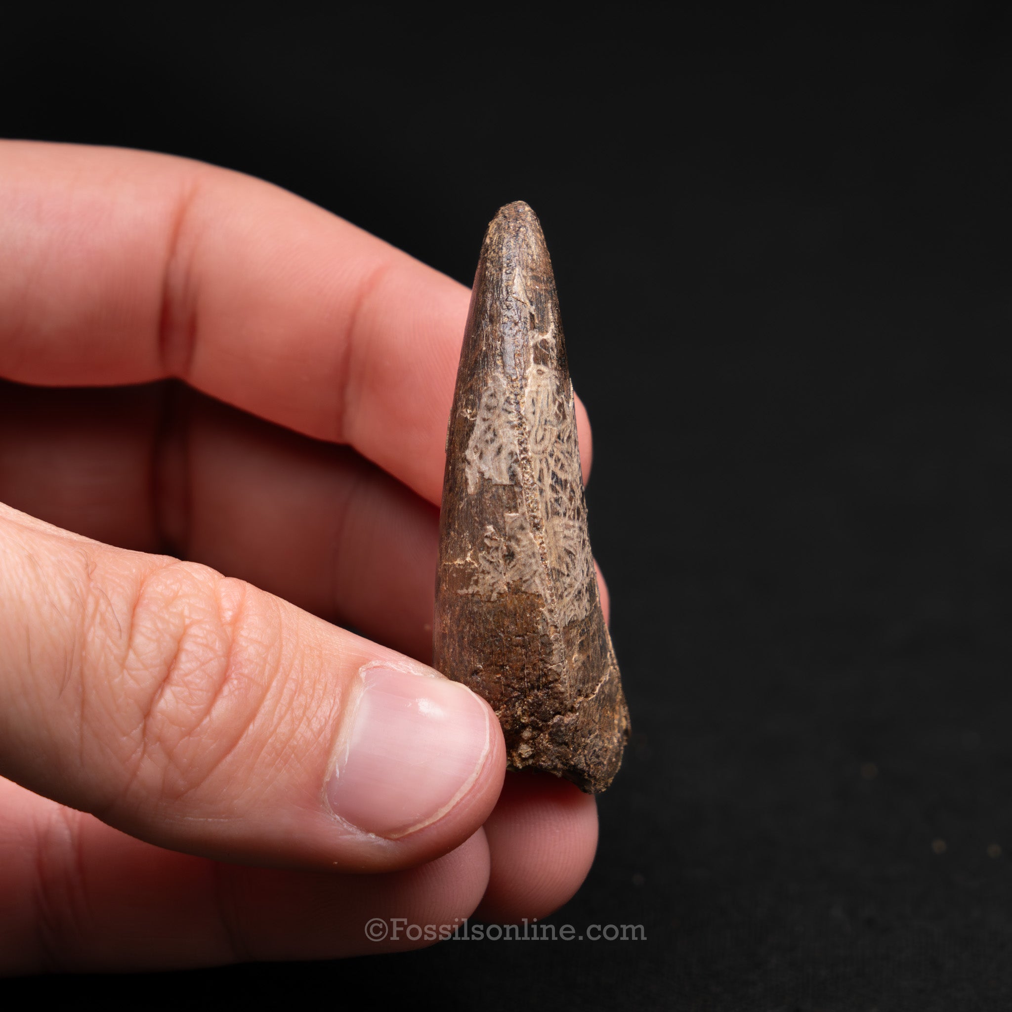 Tyrannosaurus rex Tooth 1.98"