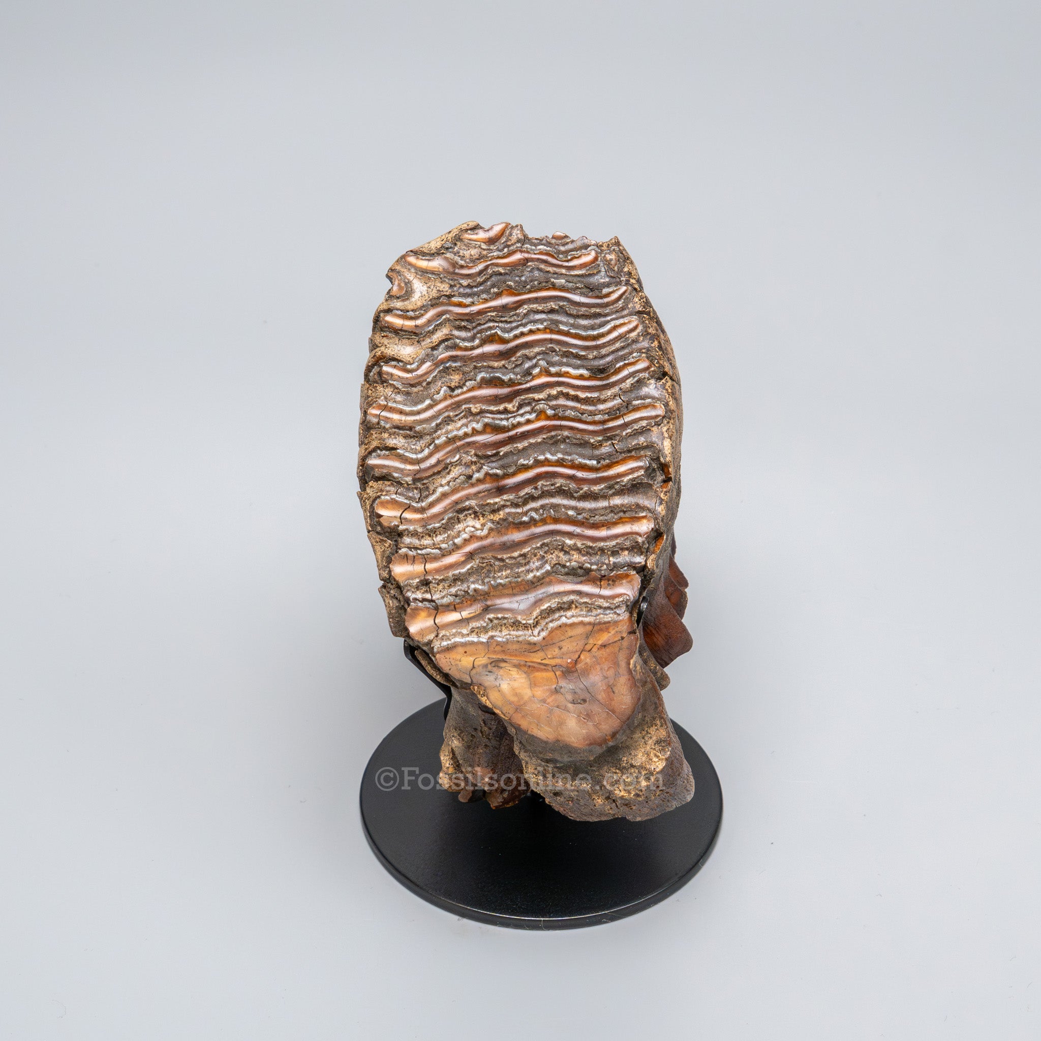 Juvenile Woolly Mammoth Tooth on Display Stand
