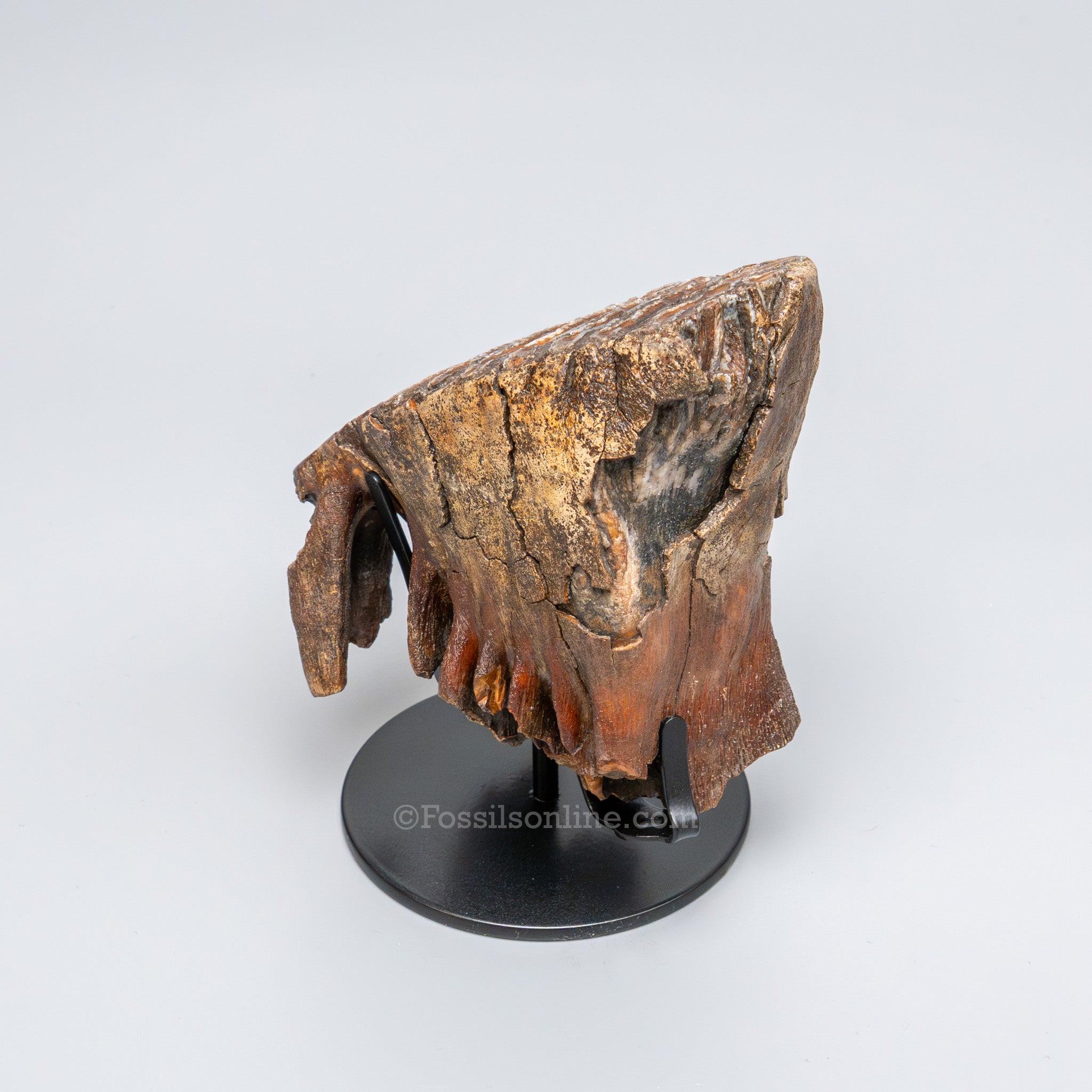 Juvenile Woolly Mammoth Tooth on Display Stand