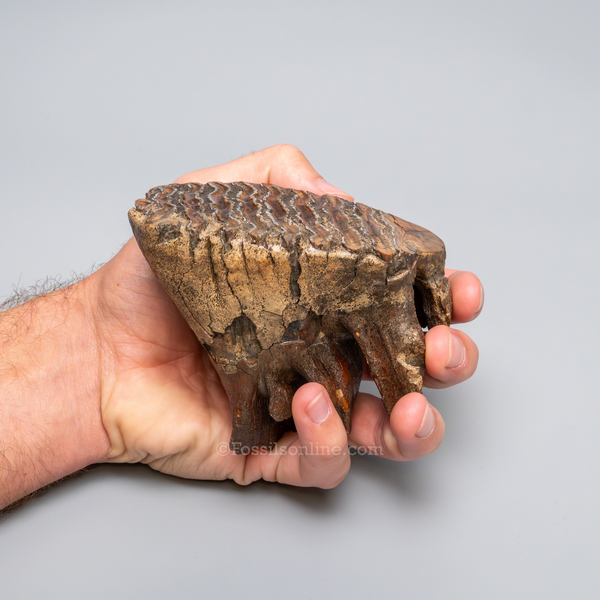 Juvenile Woolly Mammoth Tooth on Display Stand