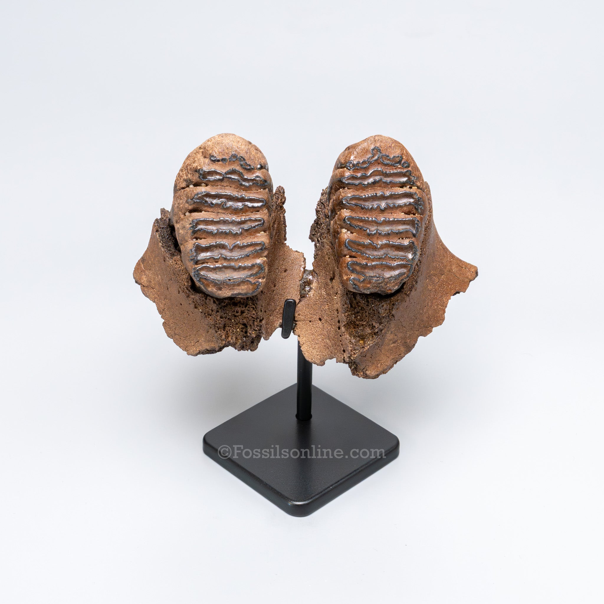 Juvenile Woolly Mammoth Maxilla on Display Stand