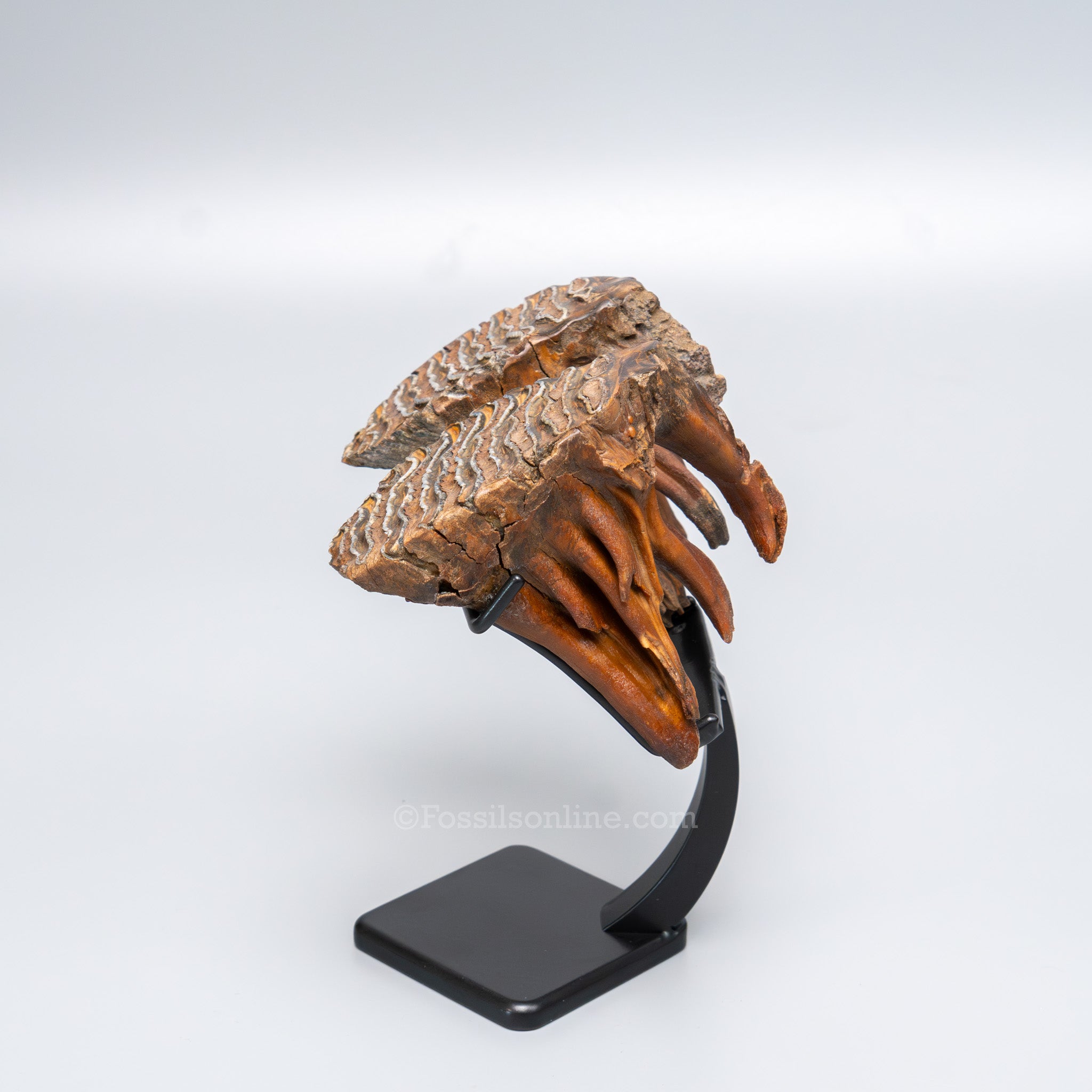 Juvenile Woolly Mammoth Teeth on Display Stand