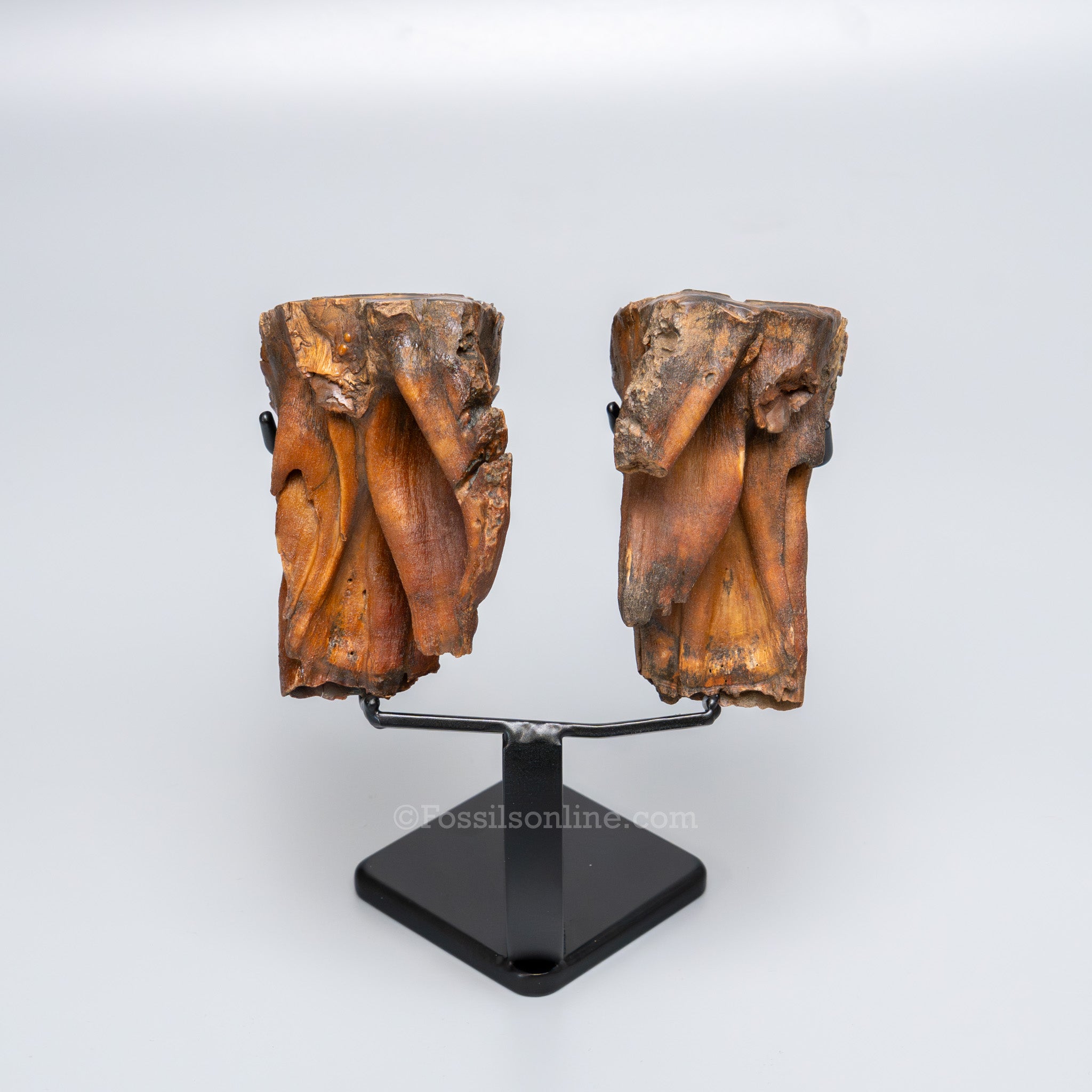 Juvenile Woolly Mammoth Teeth on Display Stand