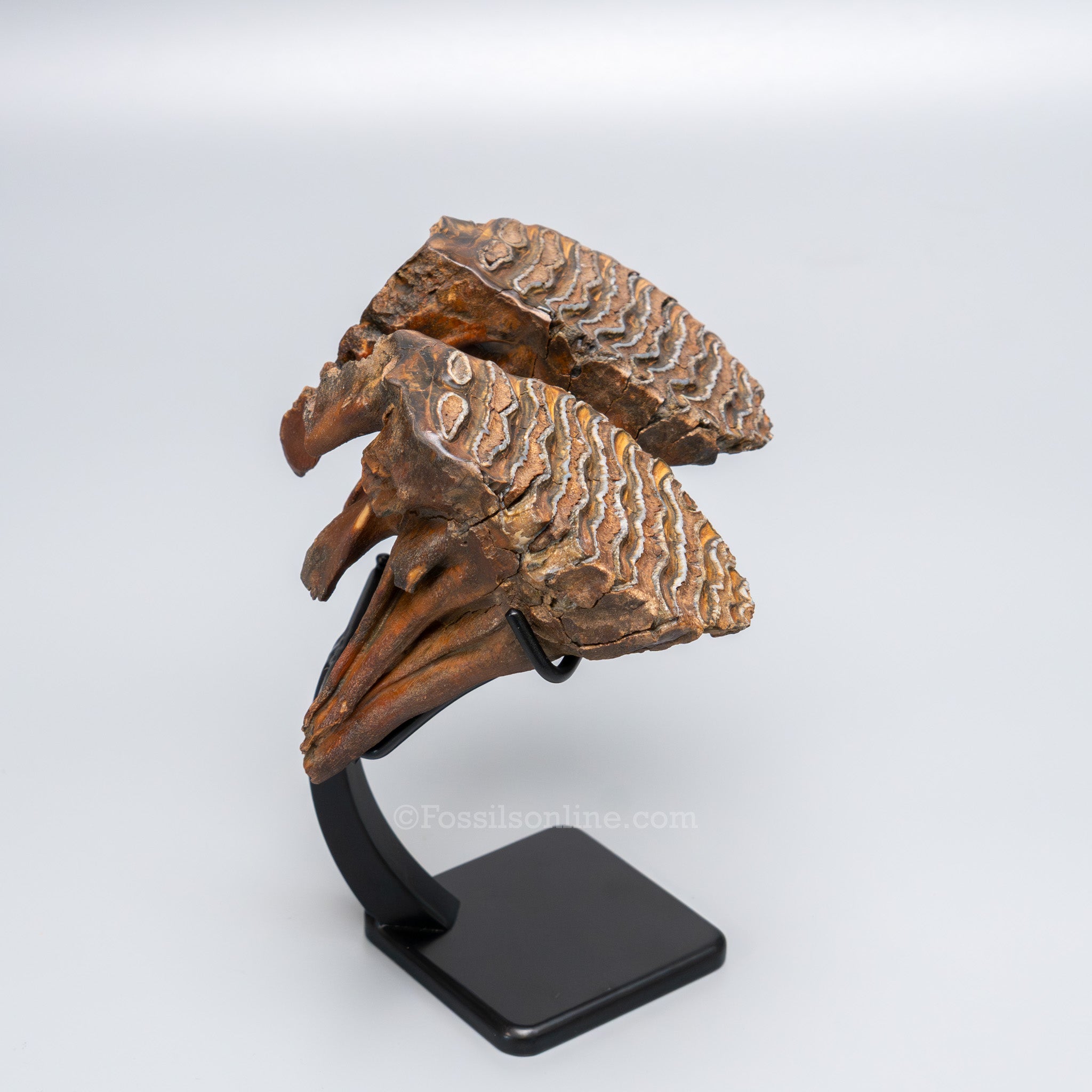 Juvenile Woolly Mammoth Teeth on Display Stand