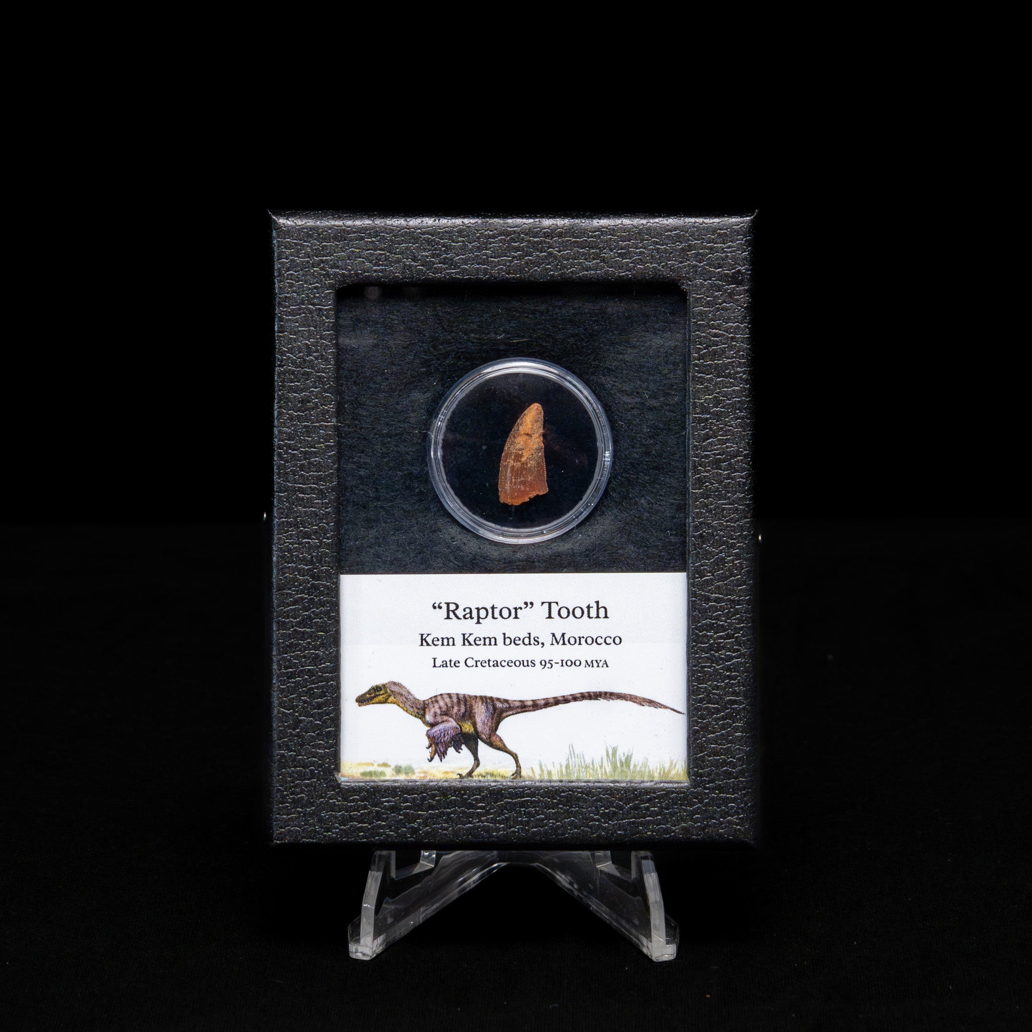 Theropod Dinosaur Tooth "Raptor" in a sm display case