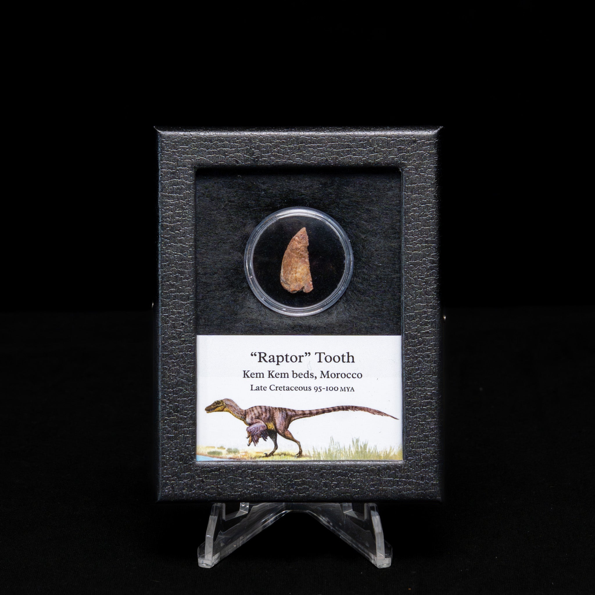 Theropod Dinosaur Tooth "Raptor" in a sm display case