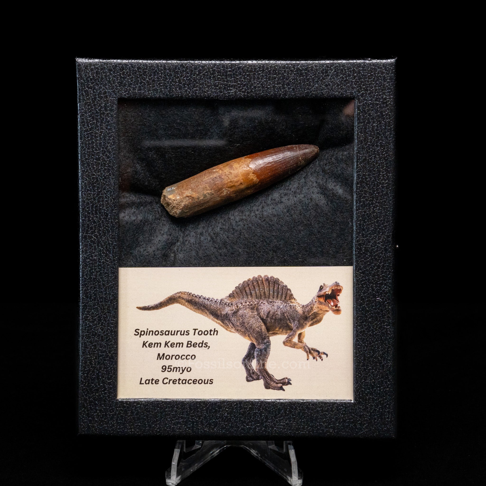 Spinosaurus Dinosaur Tooth Med Case