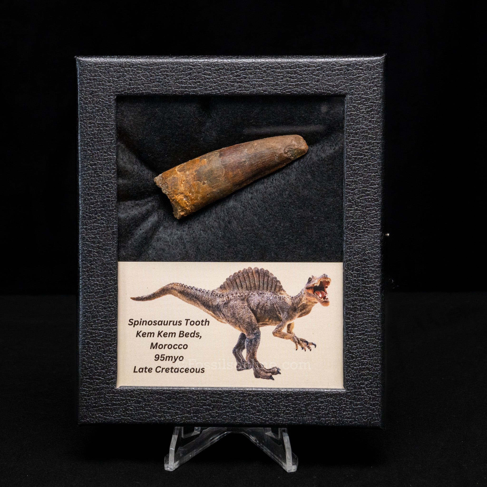 Spinosaurus Dinosaur Tooth Med Case