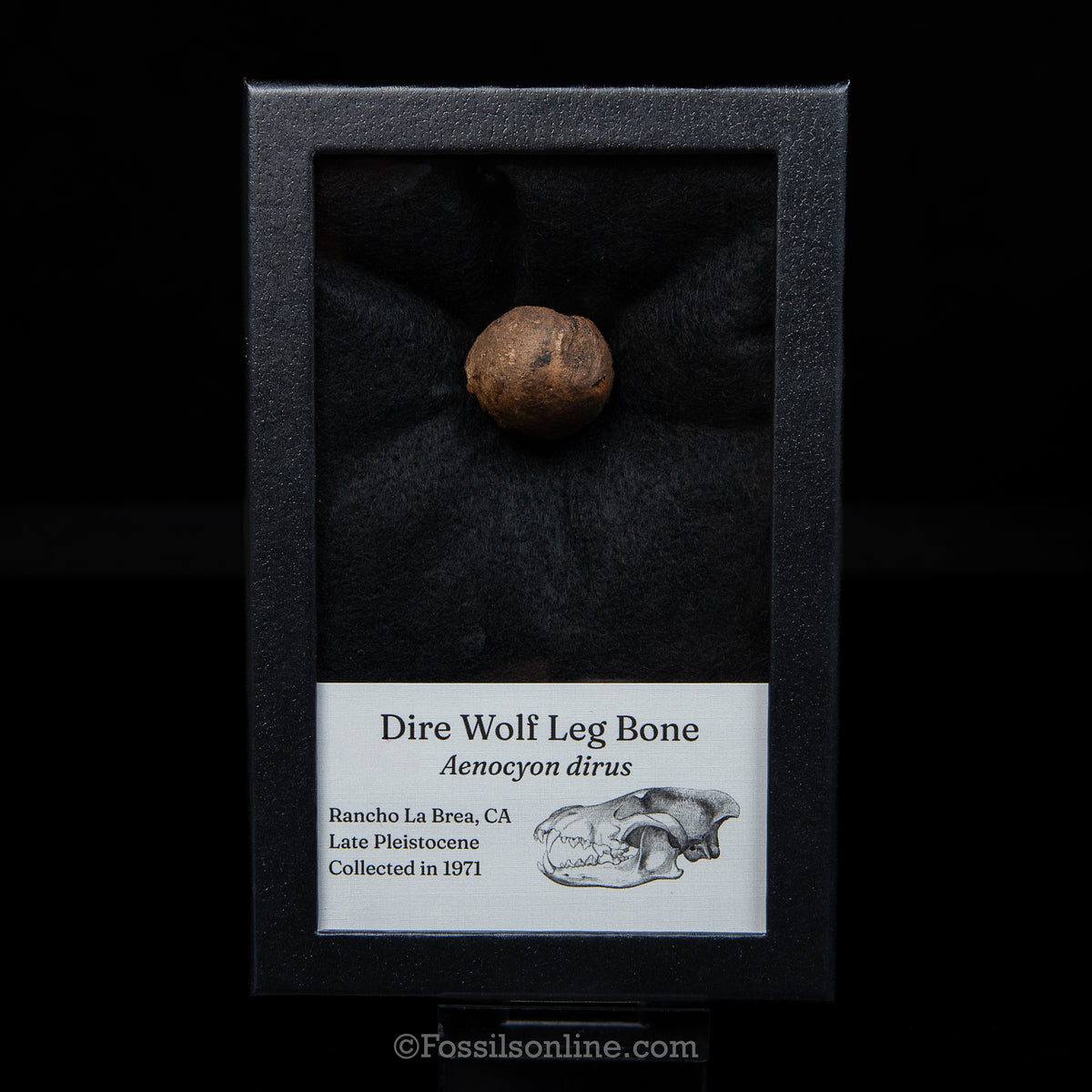 Tar Pit Fossil Dire Wolf Leg Bone