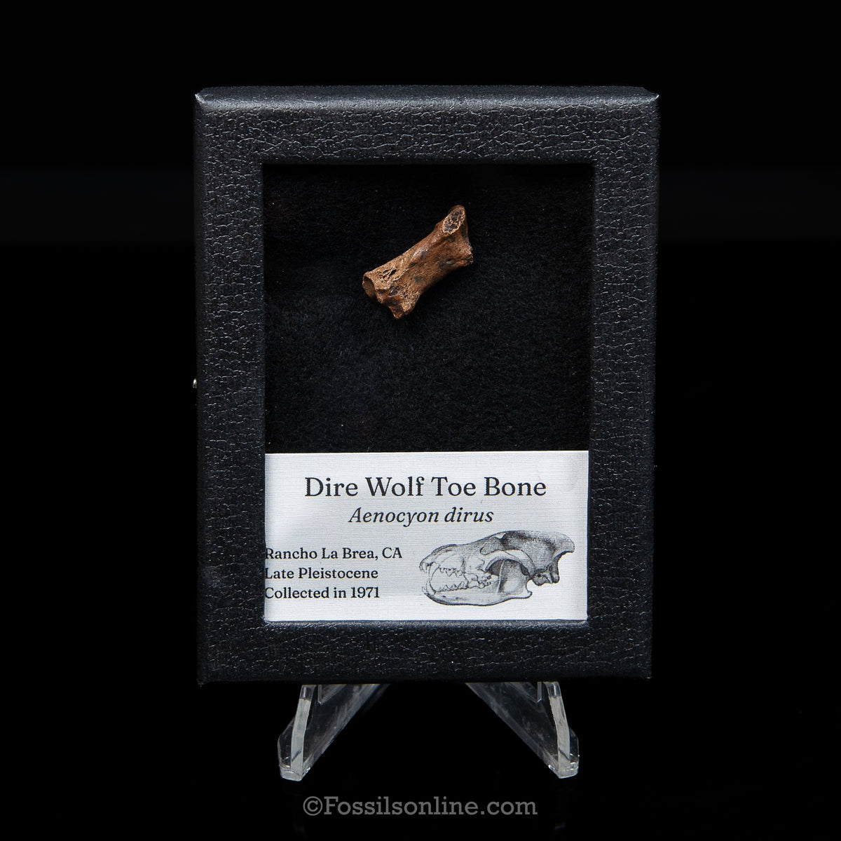 Tar Pit Fossil Dire Wolf Toe Bone