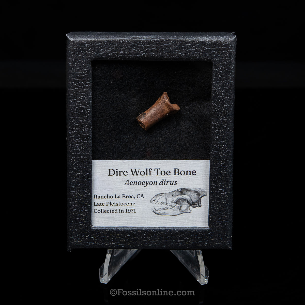 Tar Pit Fossil Dire Wolf Toe Bone