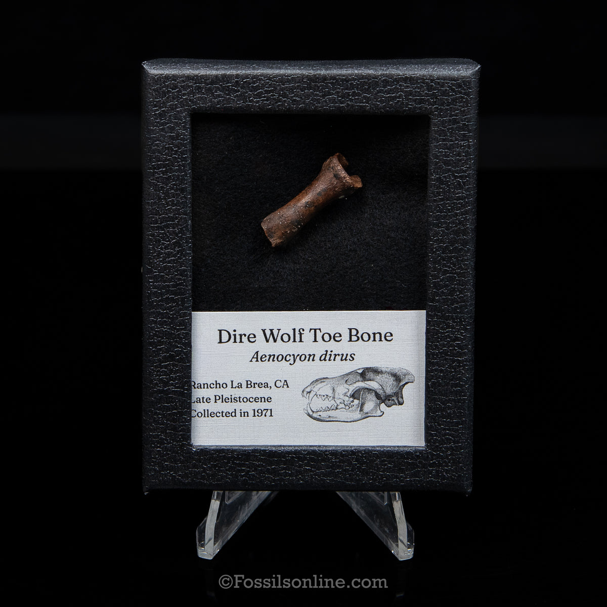 Tar Pit Fossil Dire Wolf Toe Bone