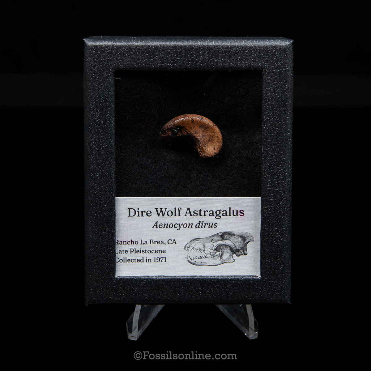Tar Pit Fossil Dire Wolf Ankle Bone