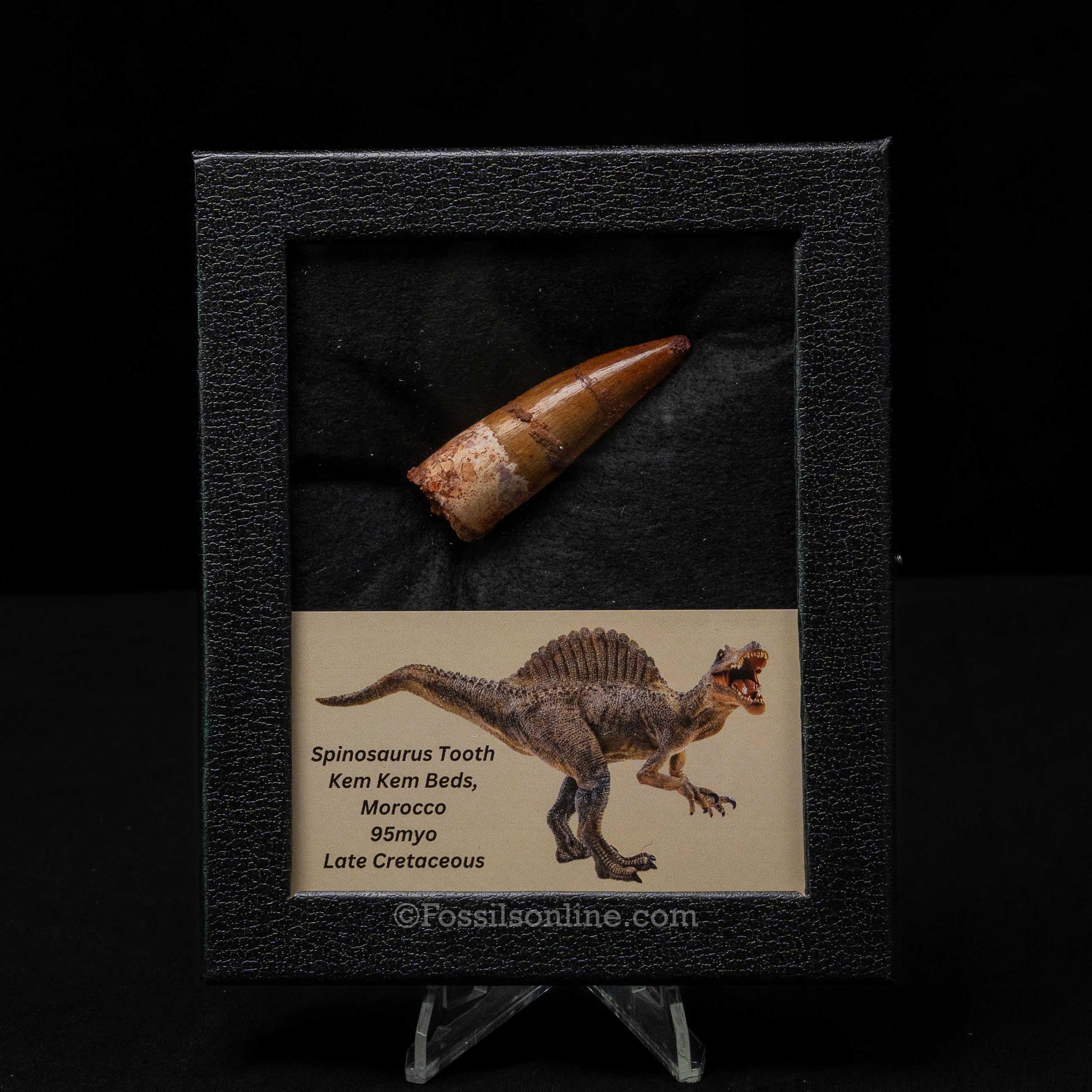 Spinosaurus Dinosaur Tooth Med Case