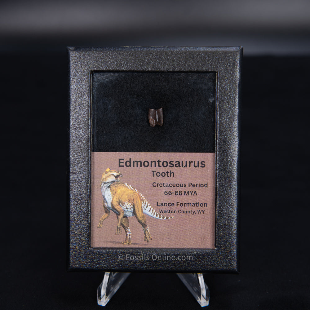 Edmontosaurus Tooth Sm Case