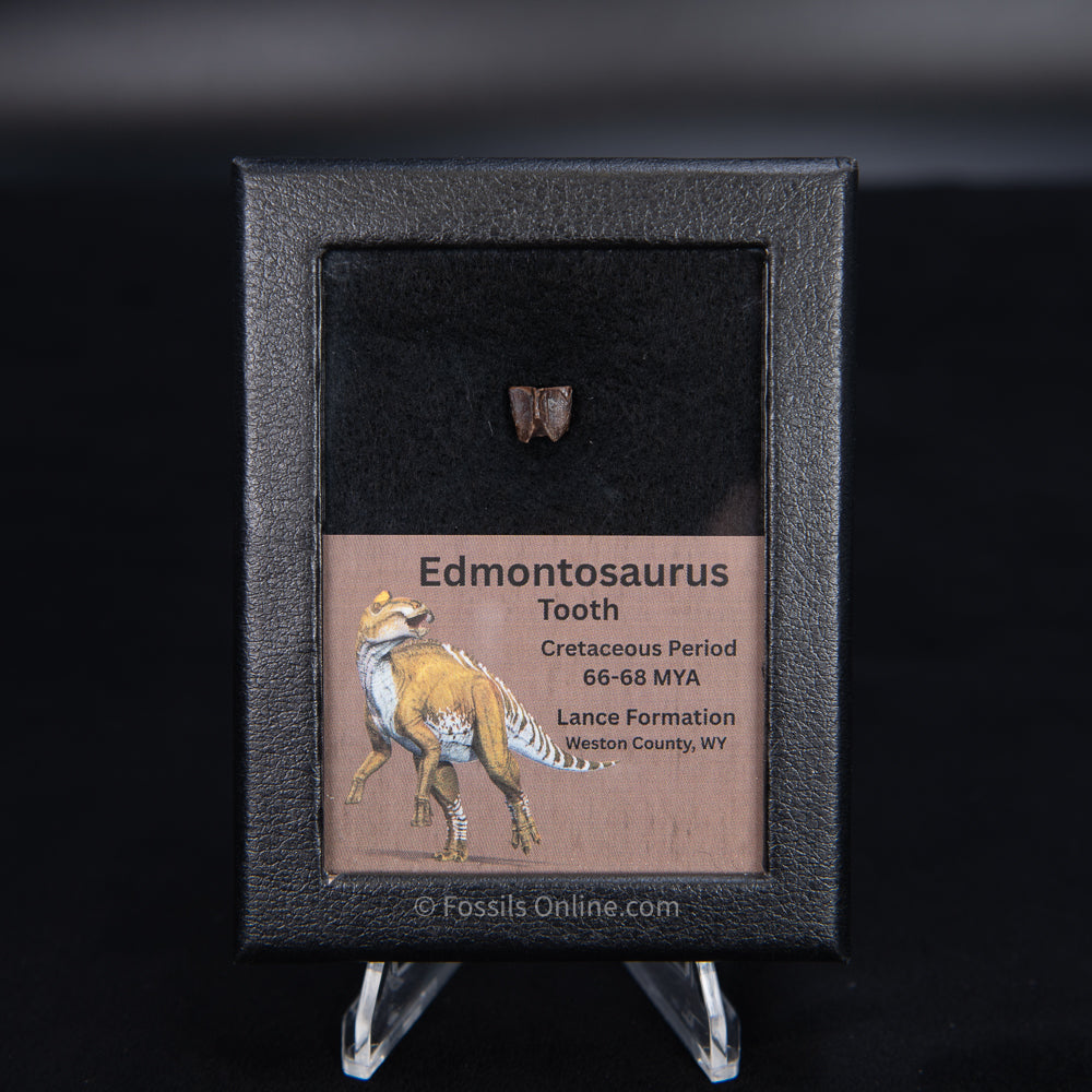 Edmontosaurus Tooth Sm Case