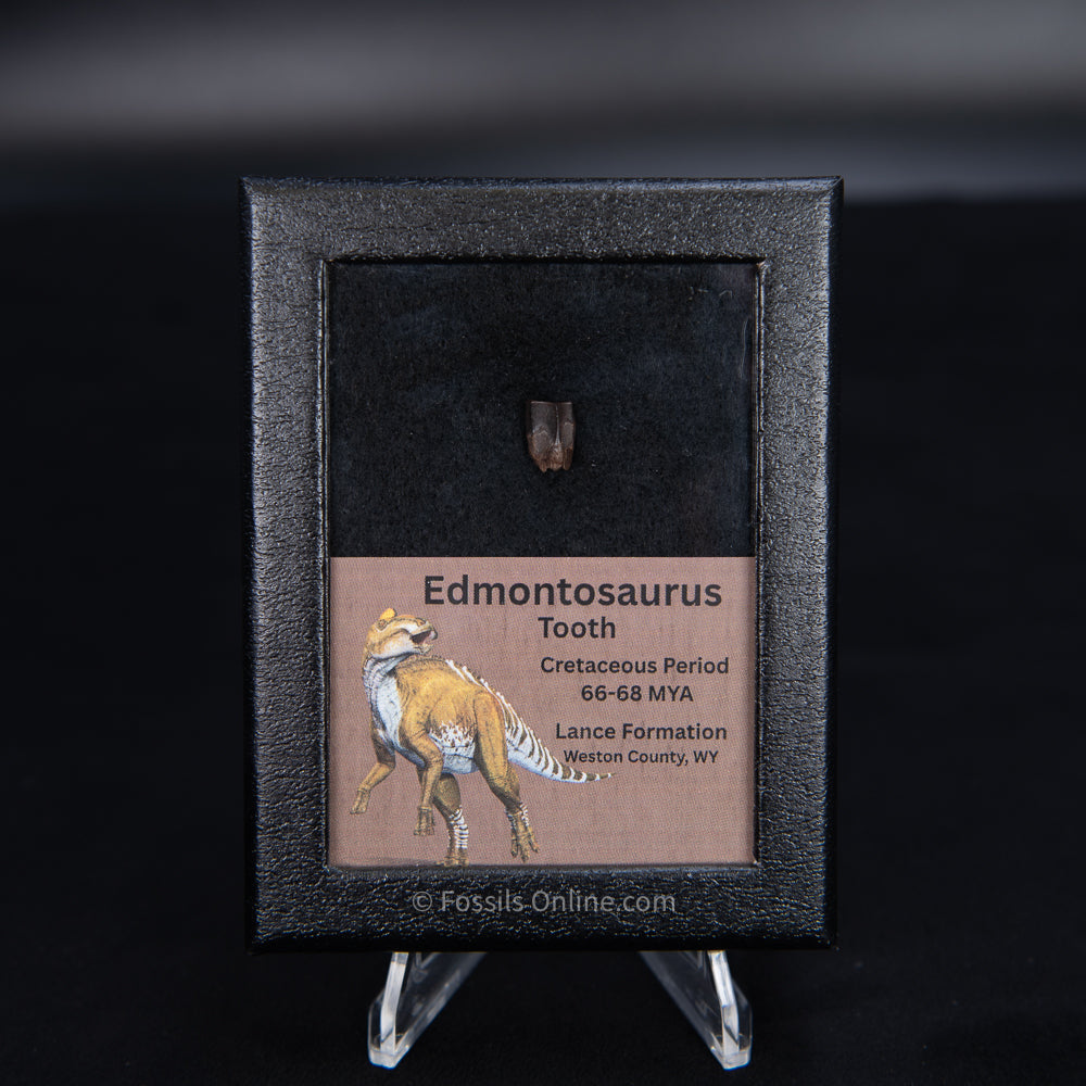 Edmontosaurus Tooth Sm Case