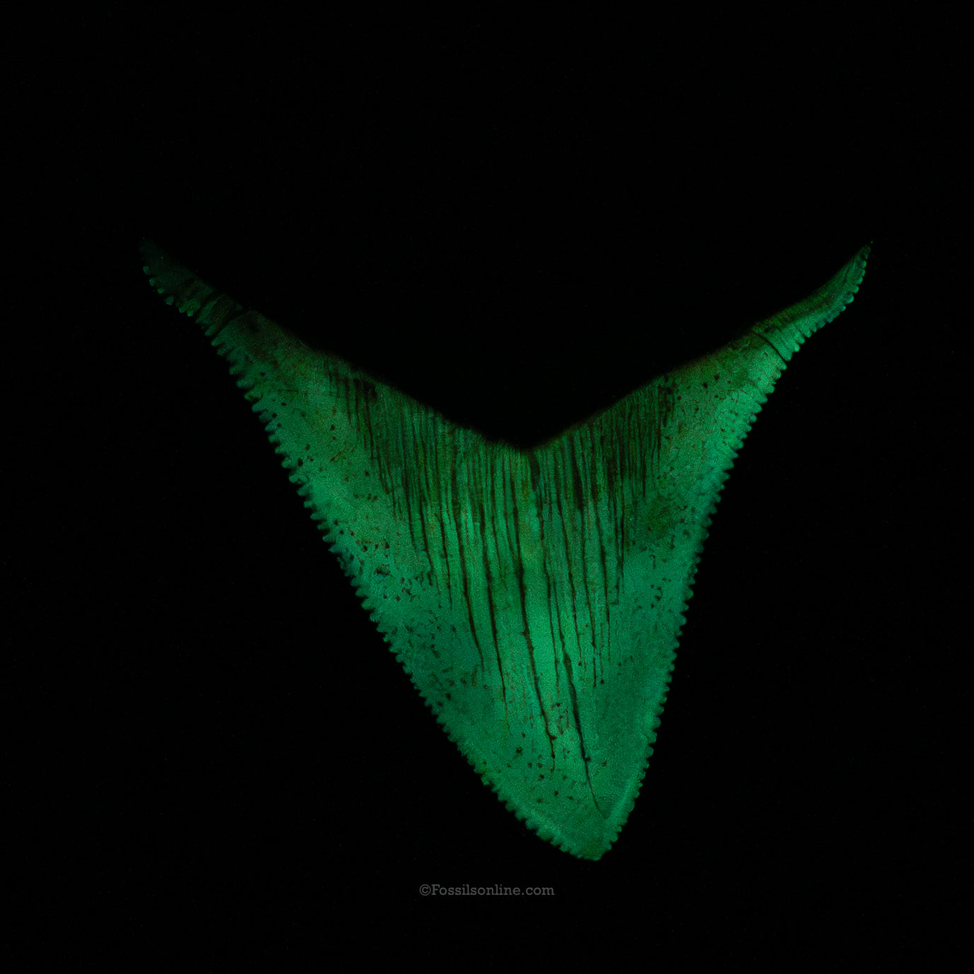 Fine Peace River Chubutensis 2.71"