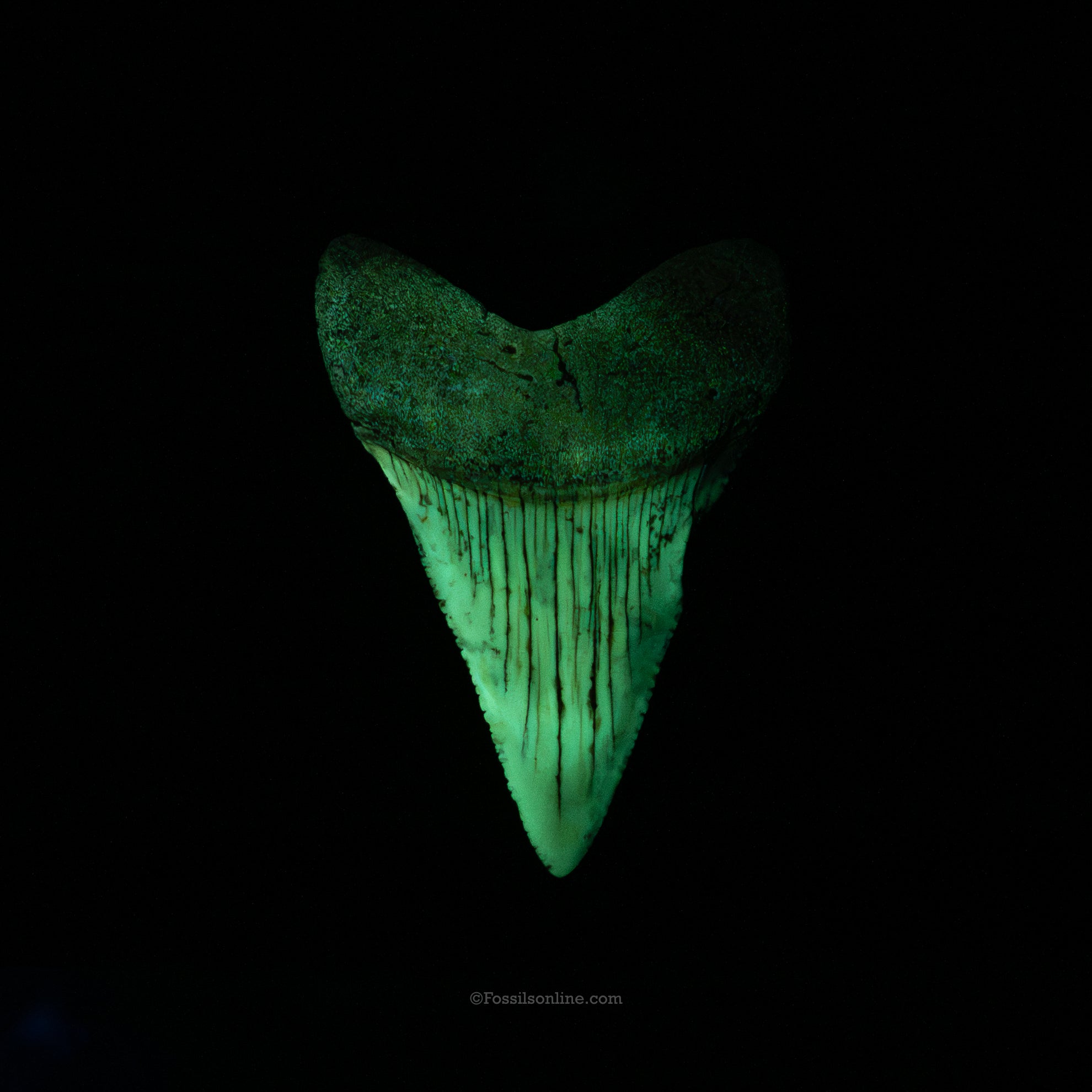Fossil Great White 2.51" Baja California