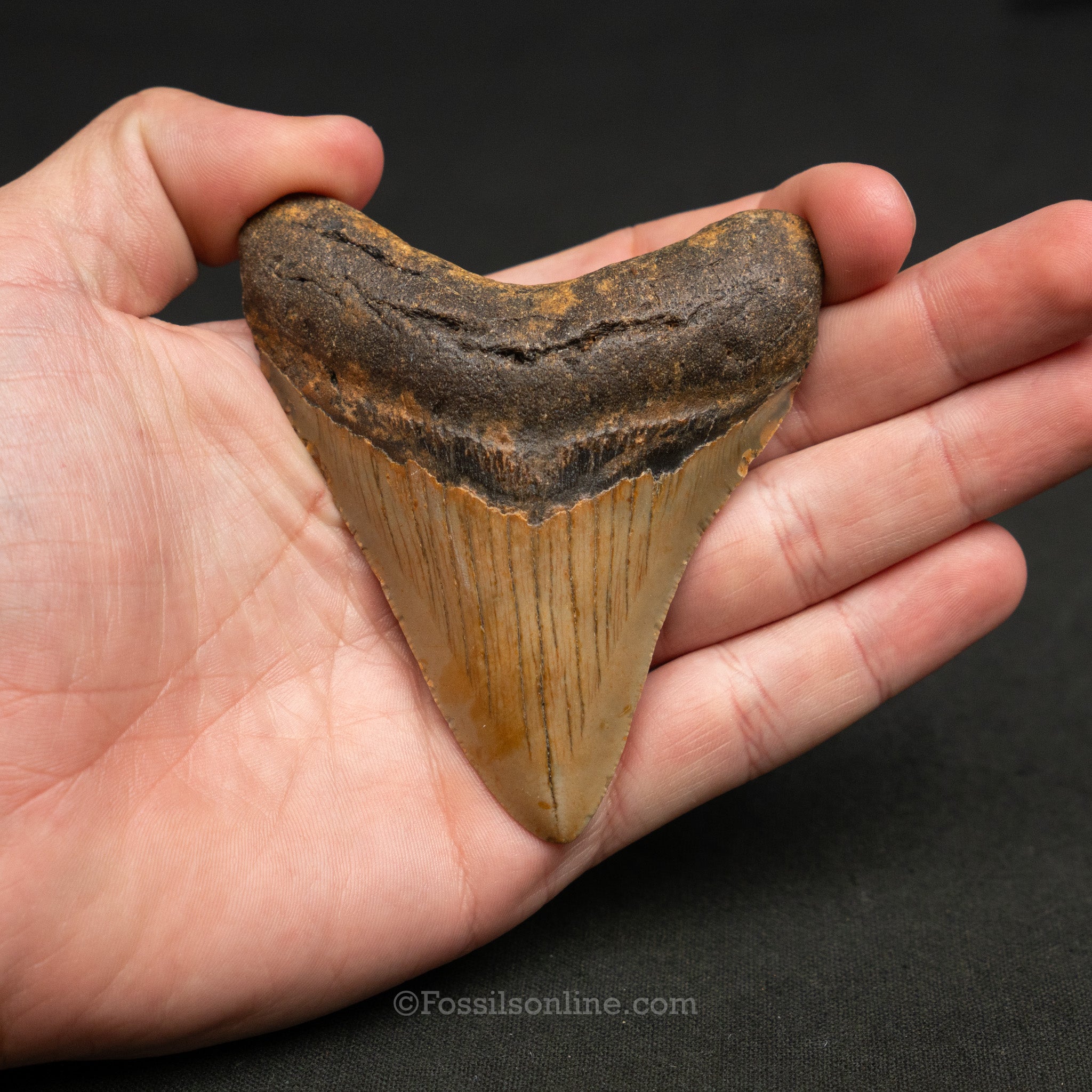 North Carolina Megalodon 3.6"