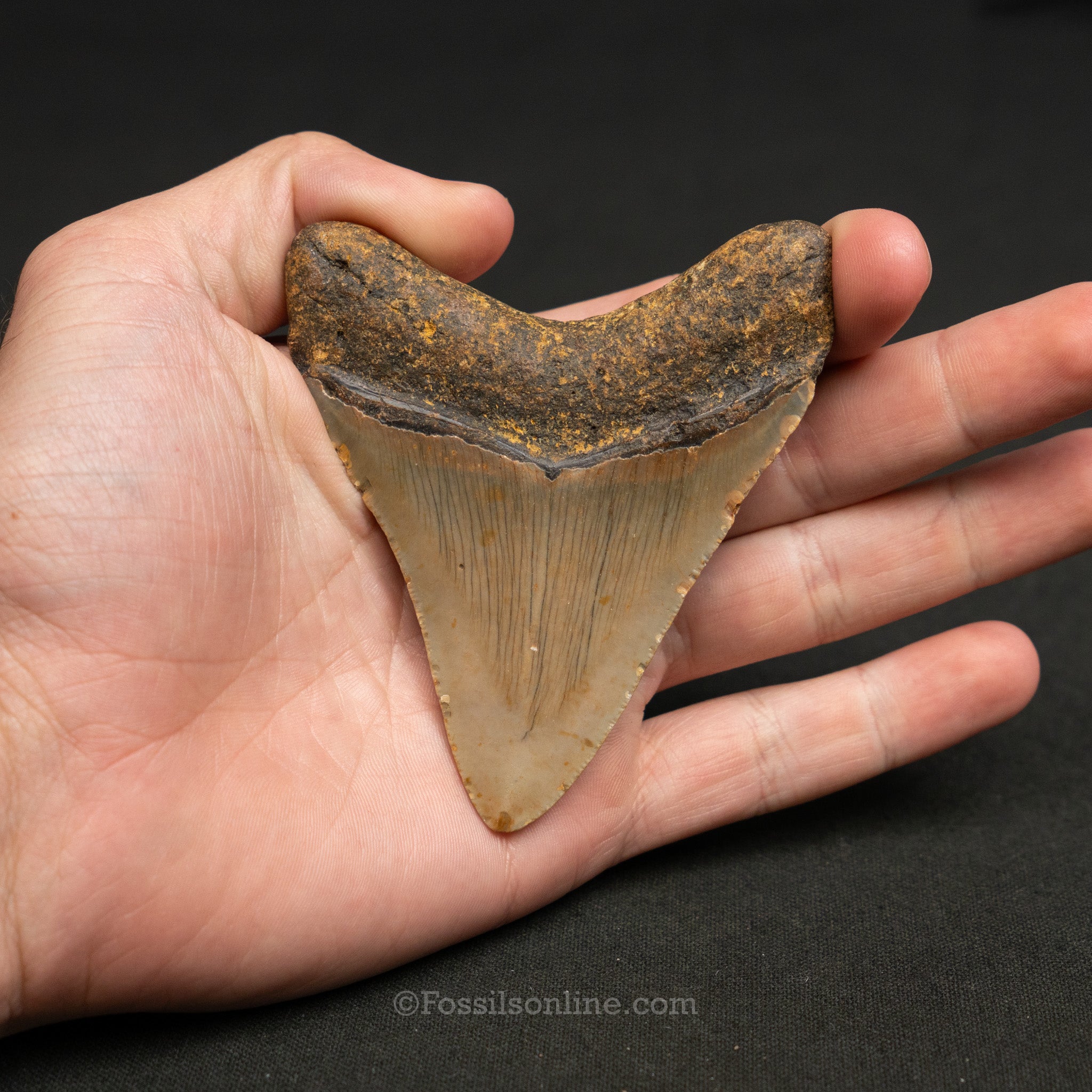 North Carolina Megalodon 3.6"