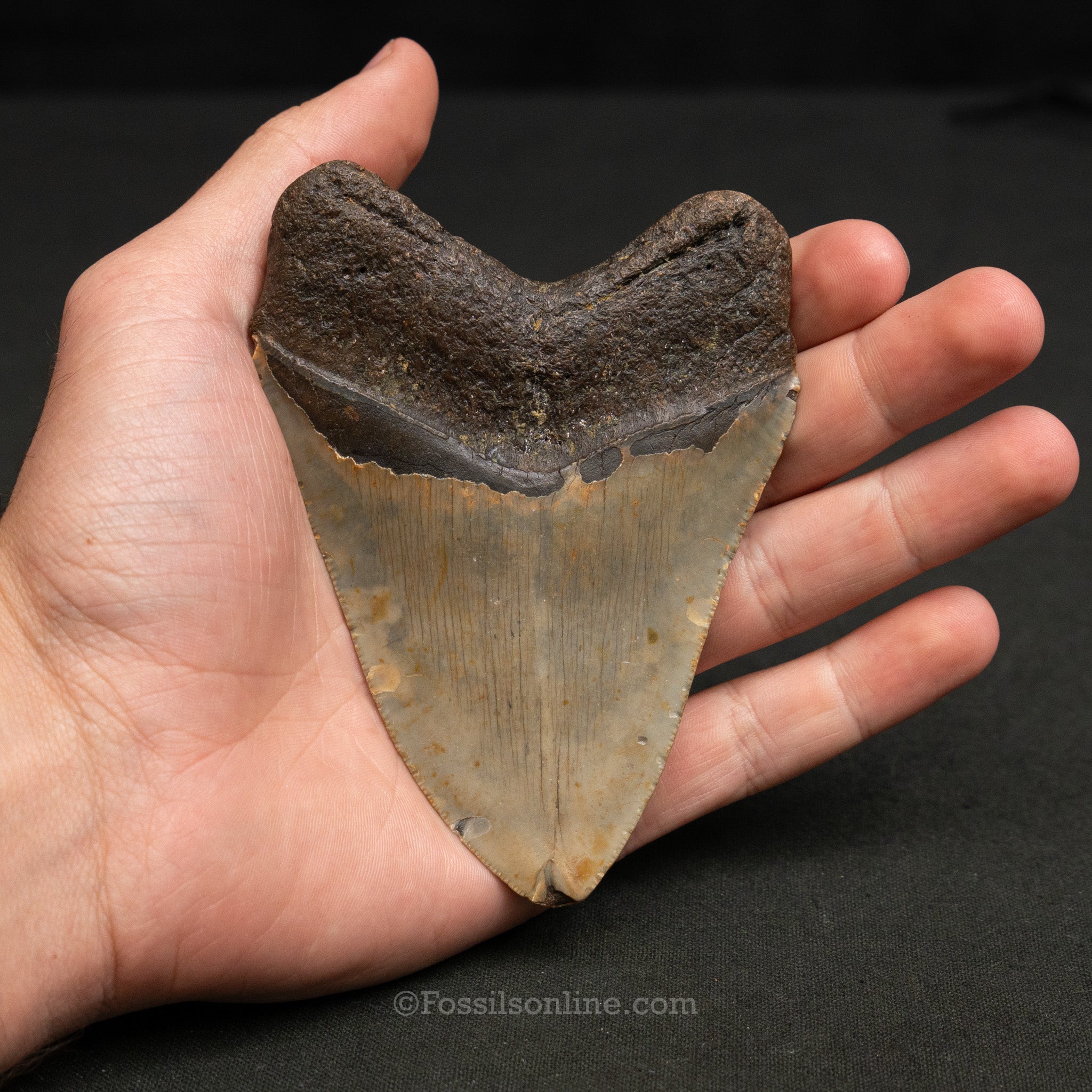 North Carolina Megalodon 4.33"