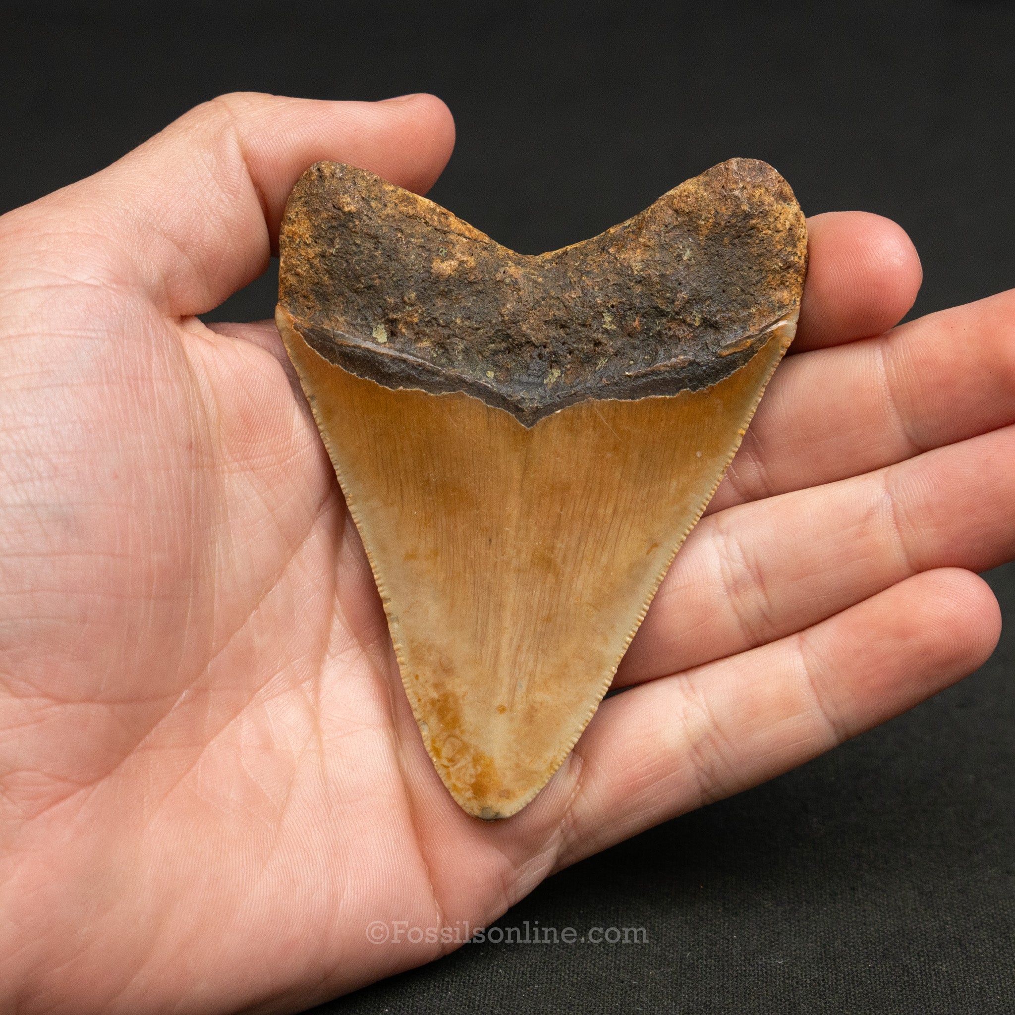 North Carolina Megalodon 3.42"