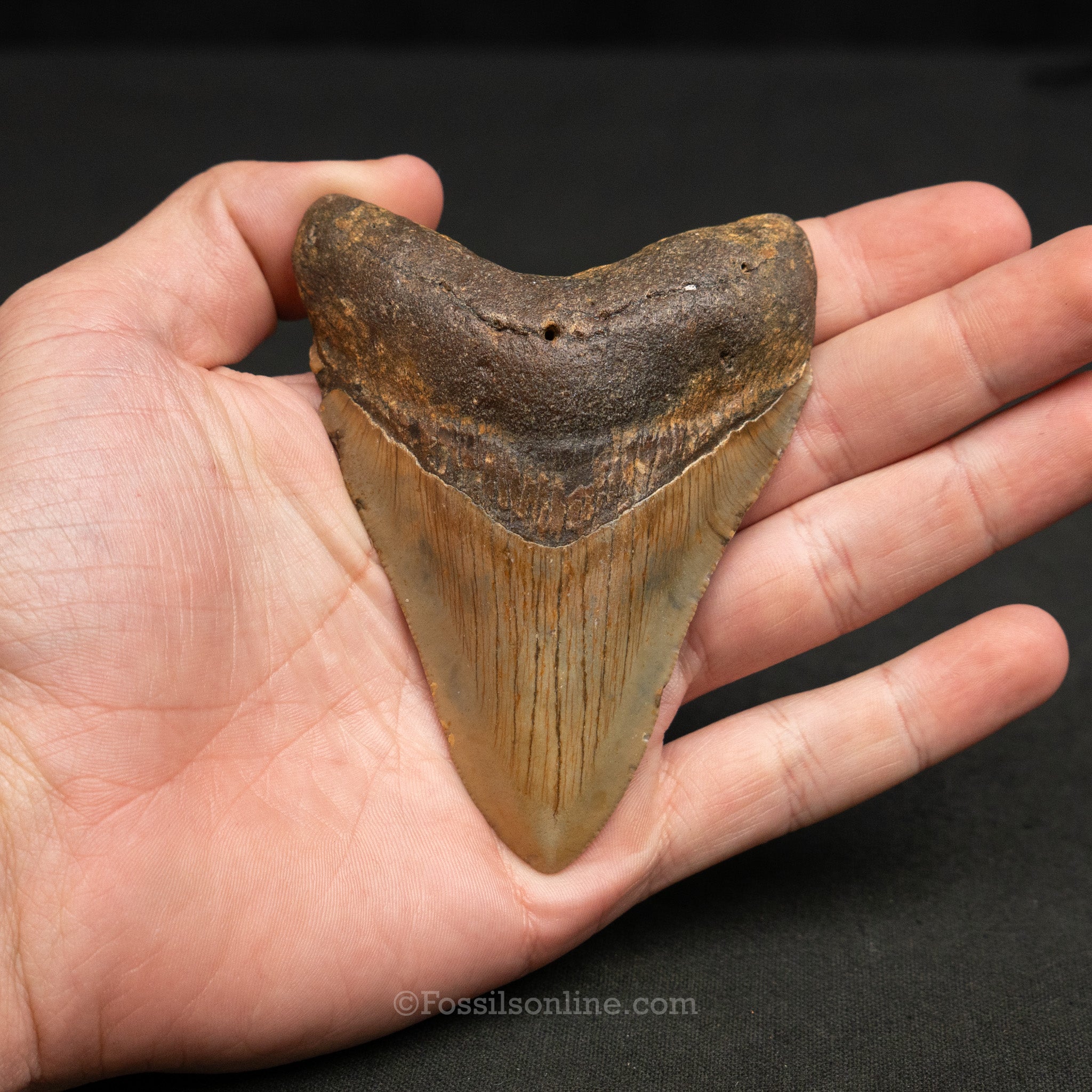 North Carolina Megalodon 3.78"