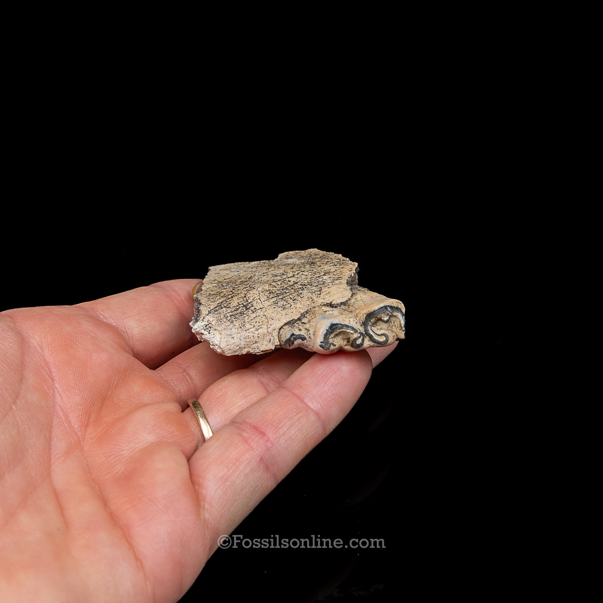 Three Toed Horse Tooth in a Med Case
