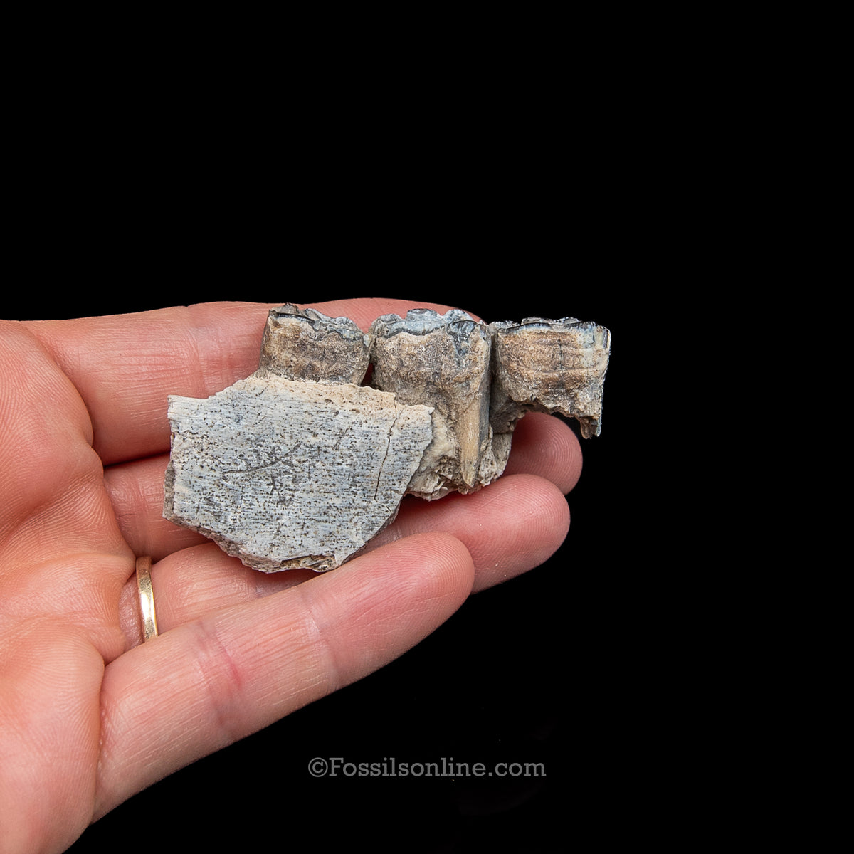 Three Toed Horse Tooth in a Med Case