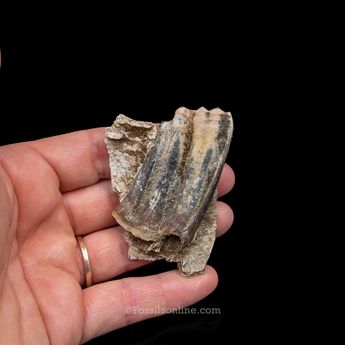 Three Toed Horse Tooth in a Med Case