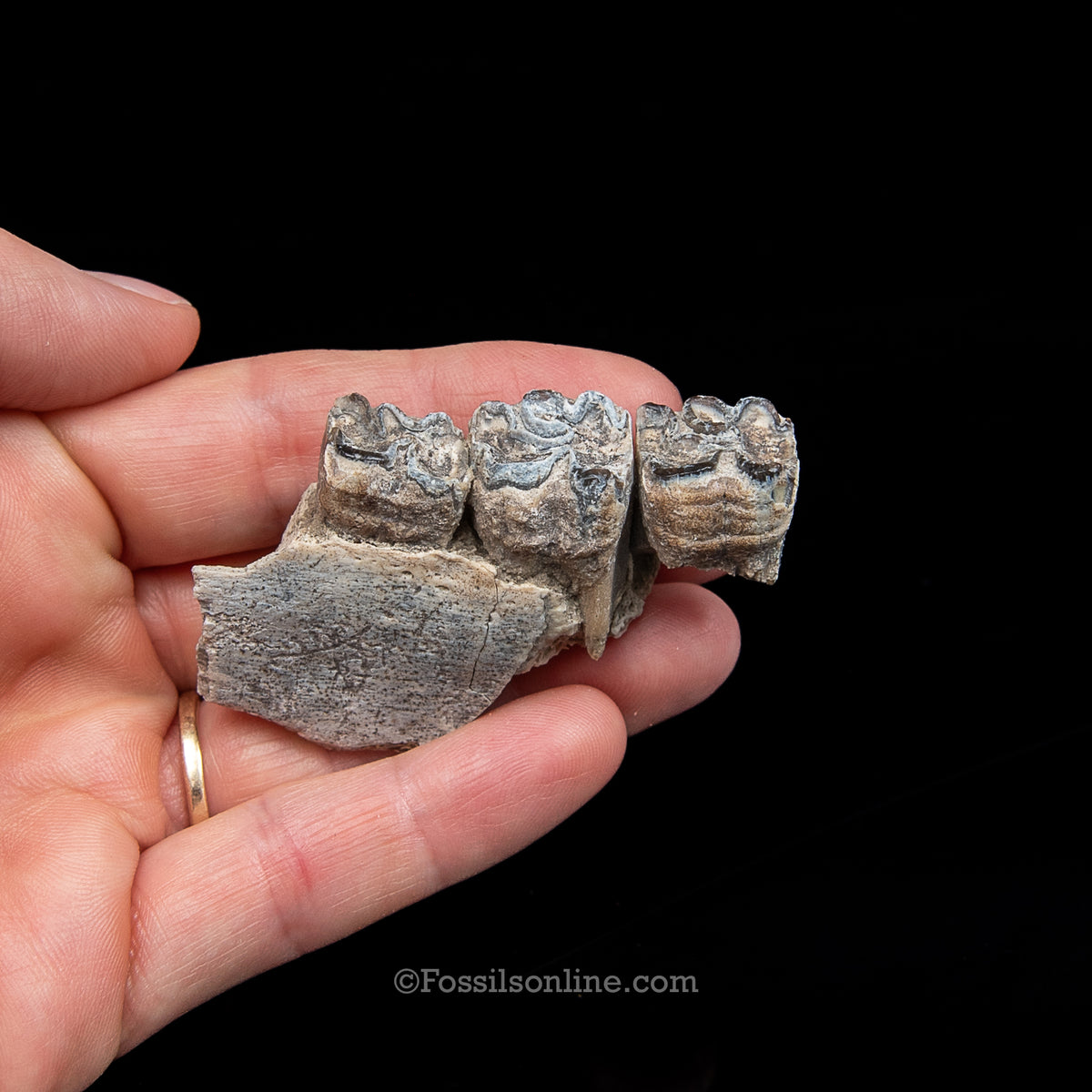 Three Toed Horse Tooth in a Med Case