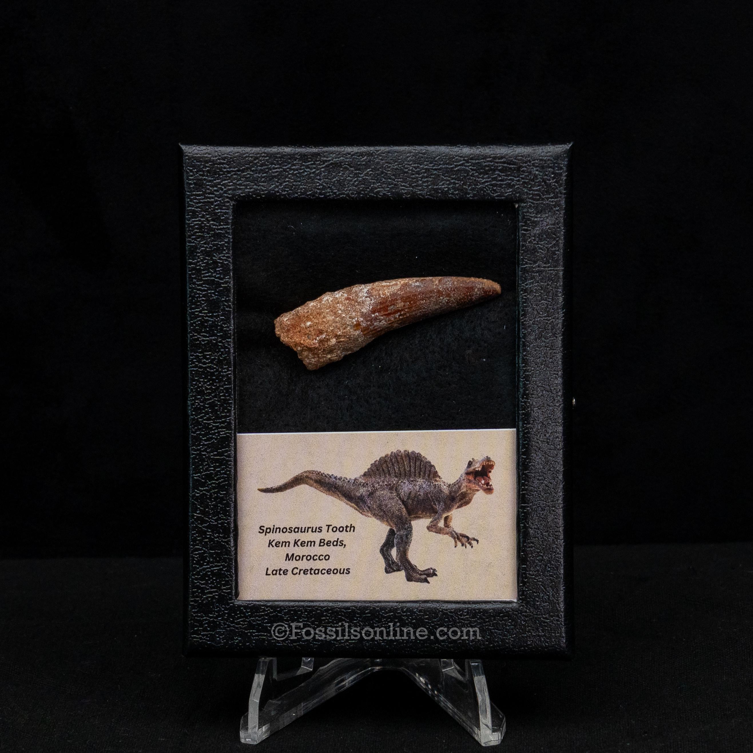 Spinosaurus Dinosaur Tooth Sm Case