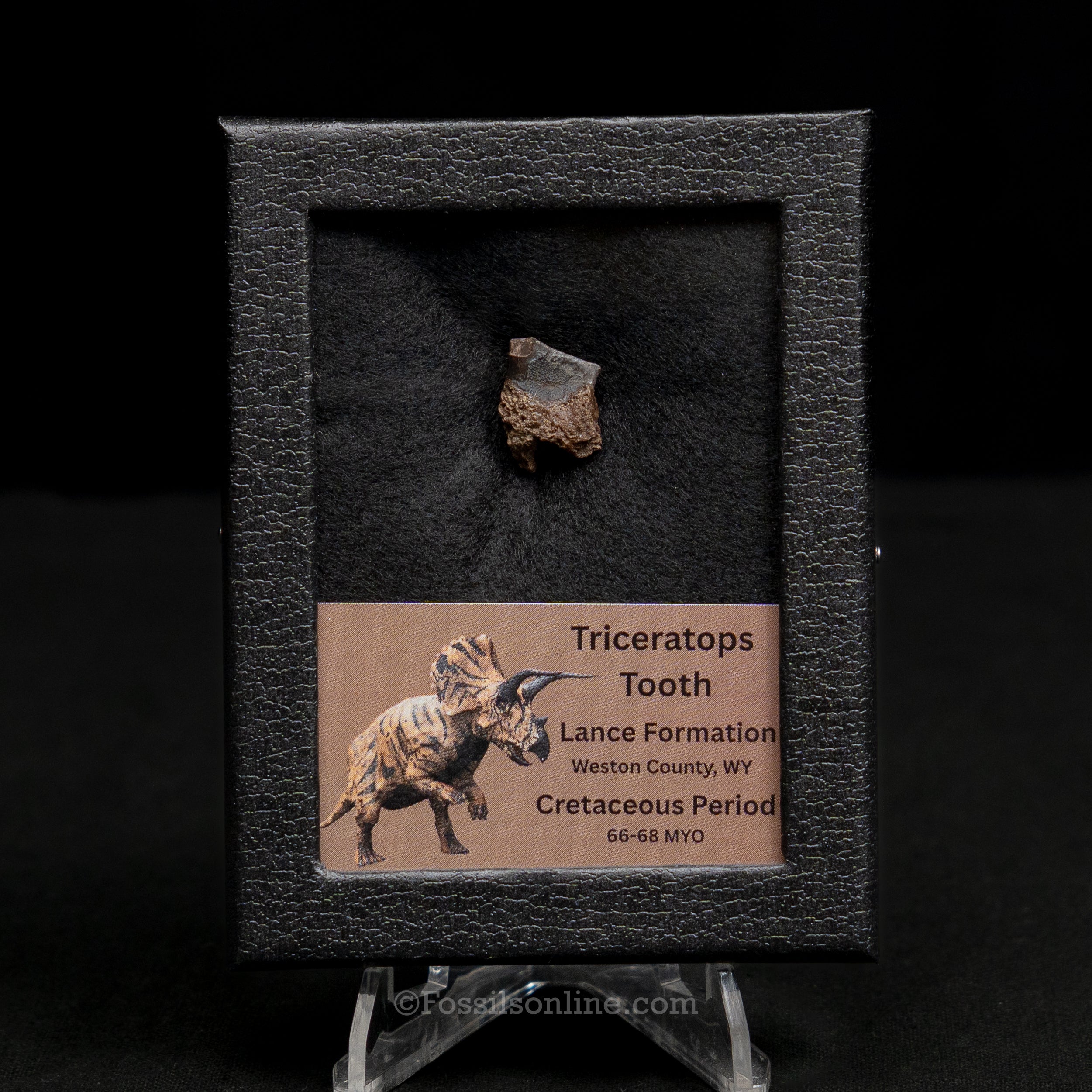 Triceratops Tooth Sm Case Lance FM